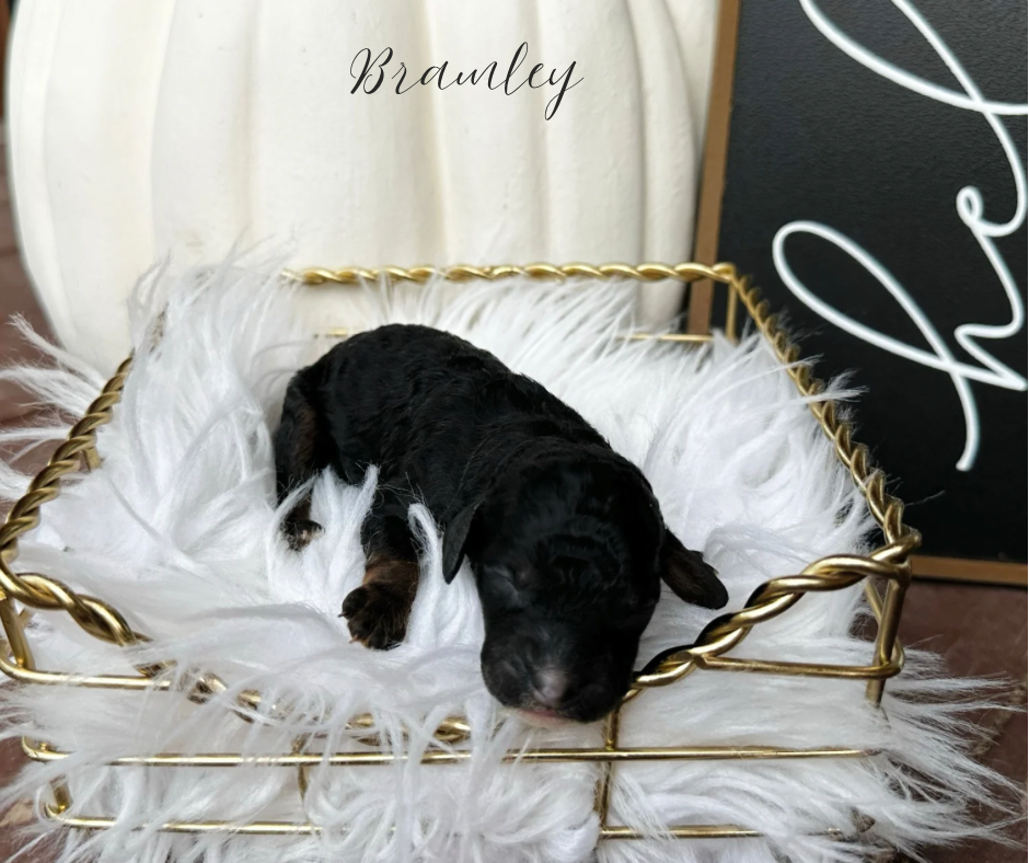 phantom cavapoo puppy