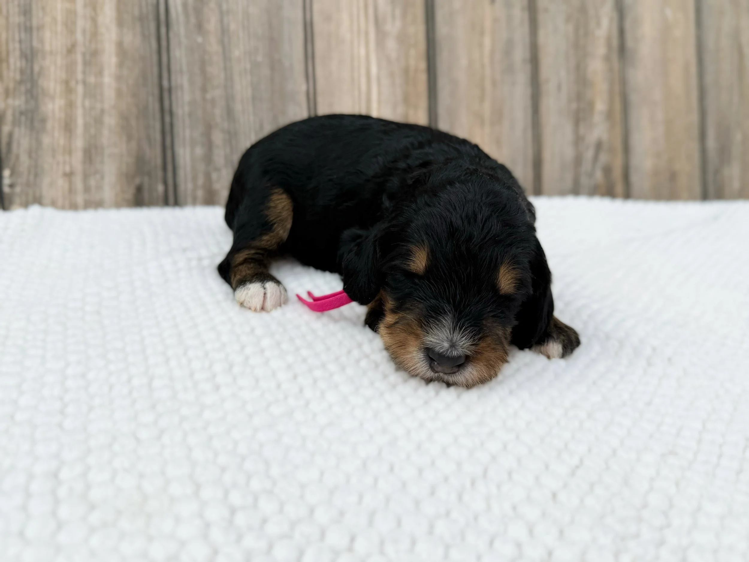 phantom australian bernedoodle puppy