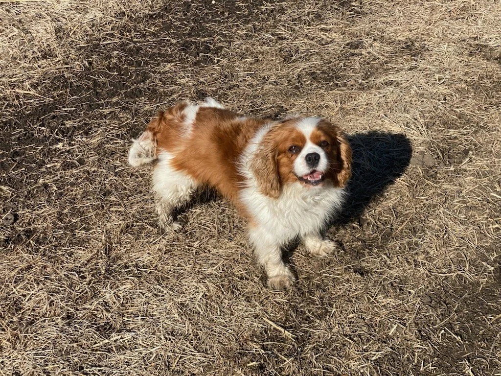 WHAT IS THE DIFFERENCE BETWEEN A CAVAPOO & A COCKAPOO? — DOODLES OF OZ