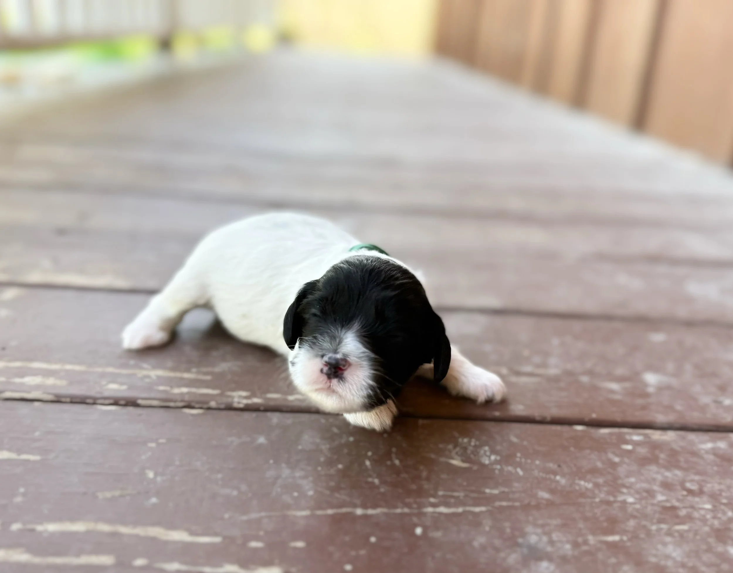 black and white cavapoo puppies for adoption