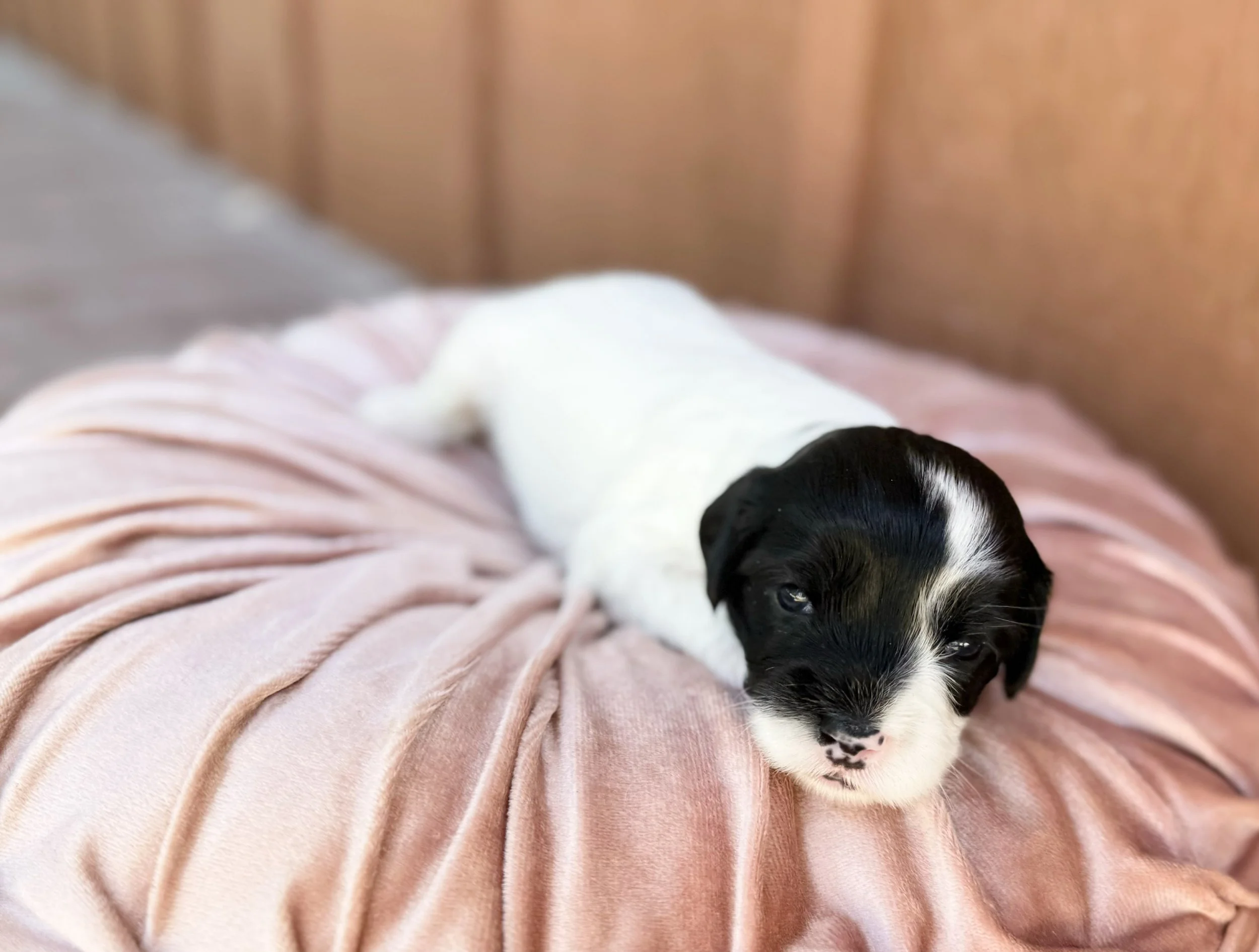 australian cavoodle puppies