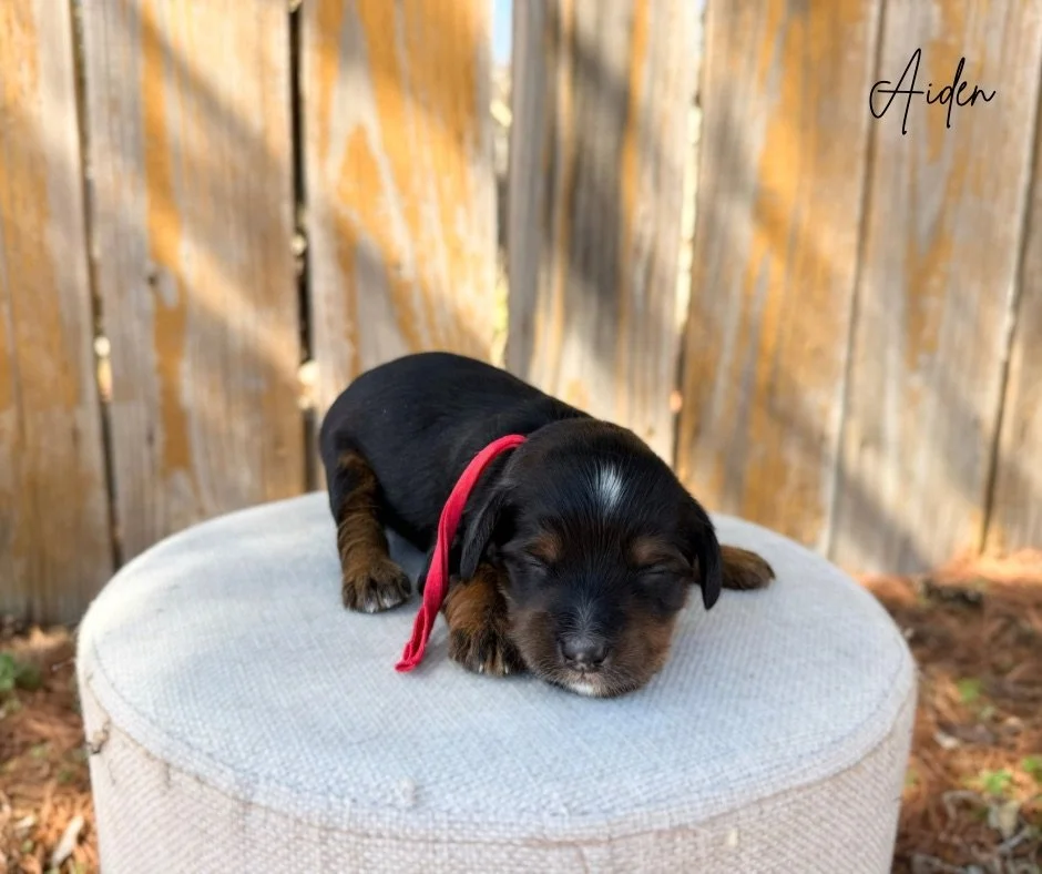 mini australian bernedoodle