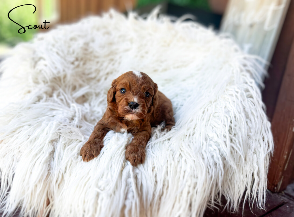 cavapoo breeders near florida