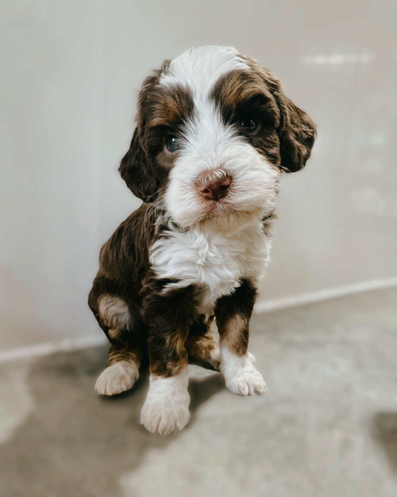 australian bernedoodle