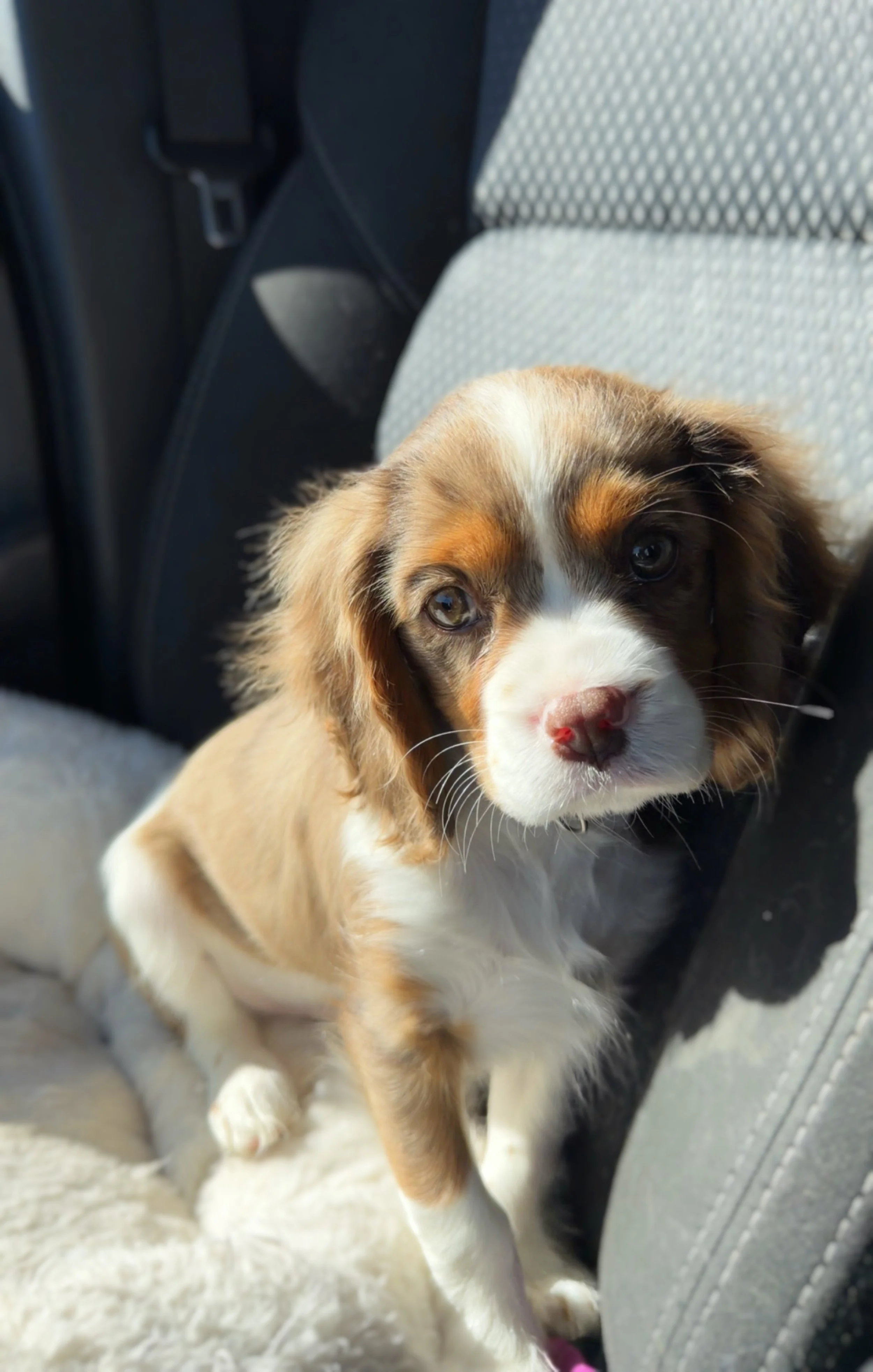 chocolate merle cavalier stud