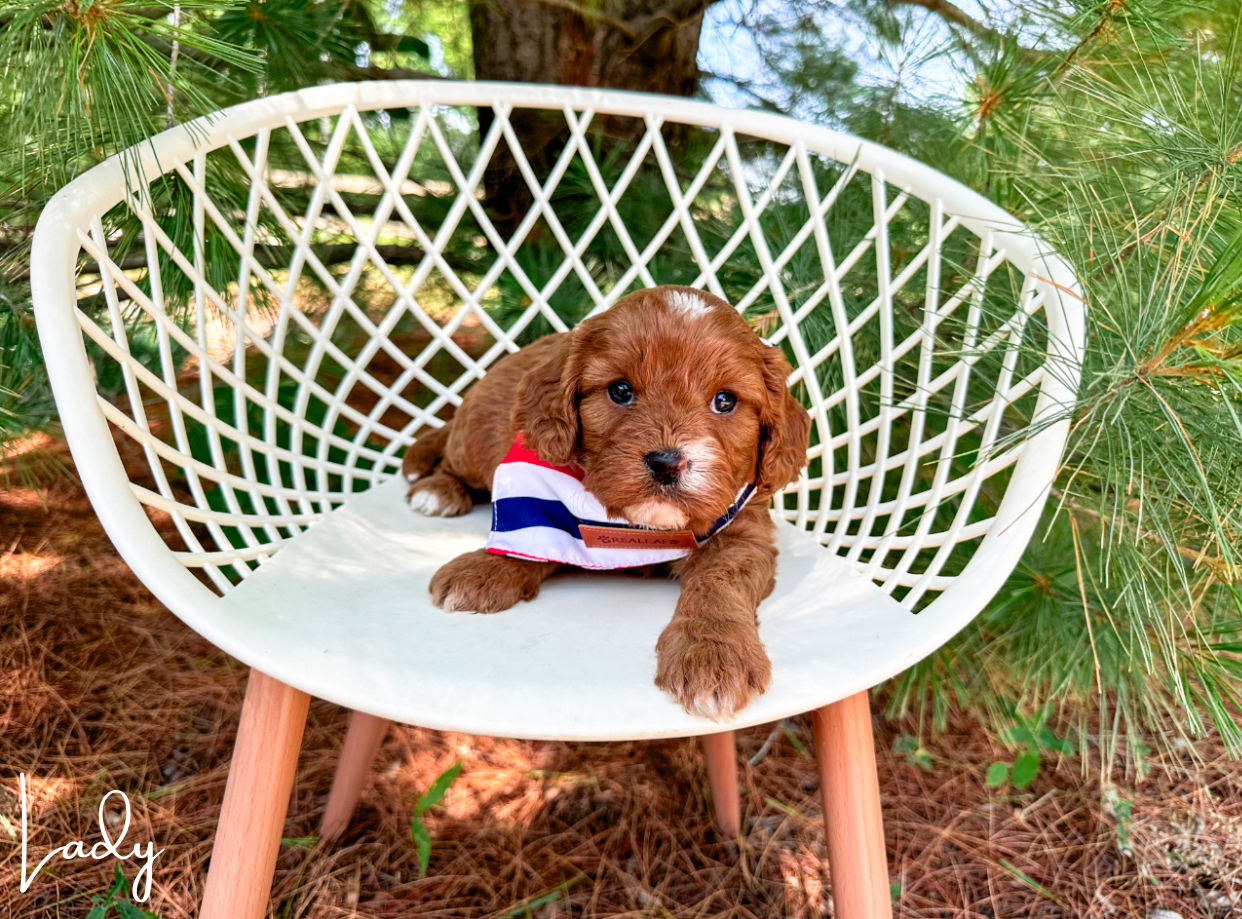 red and white cavapoo