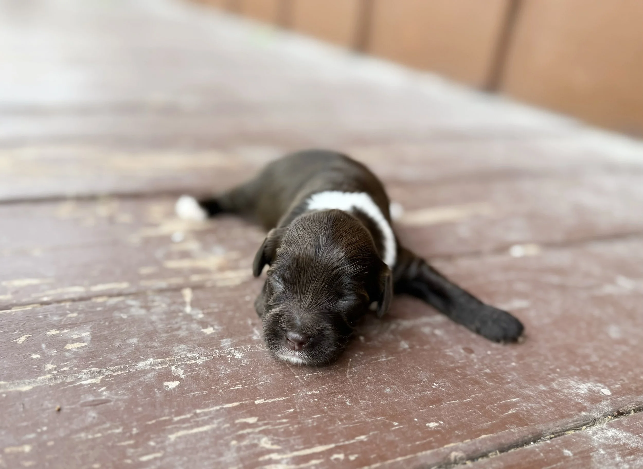 chocolate doodles for adoption