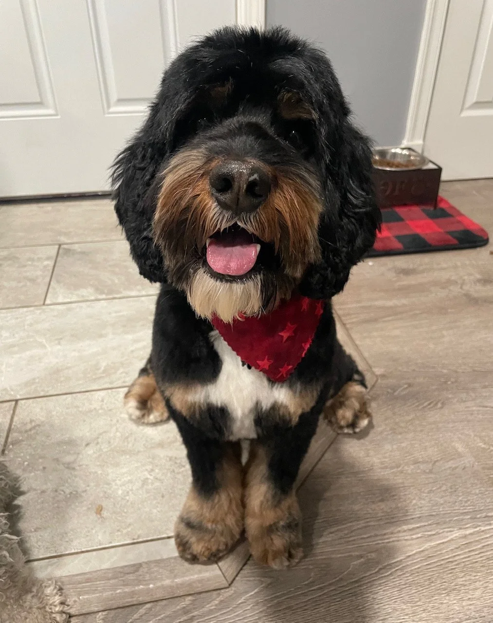 AUSTRALIAN LABRADOODLES COLORS AND PATTERNS — DOODLES OF OZ