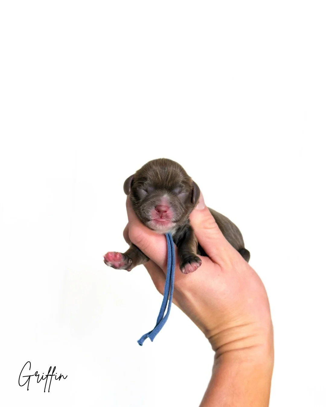 mini australian cavoodles for sale