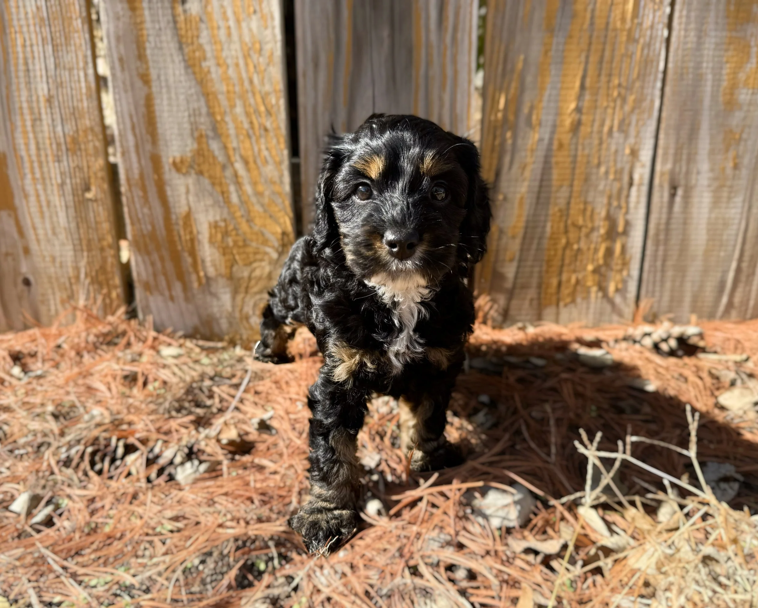 phantom labradoodles