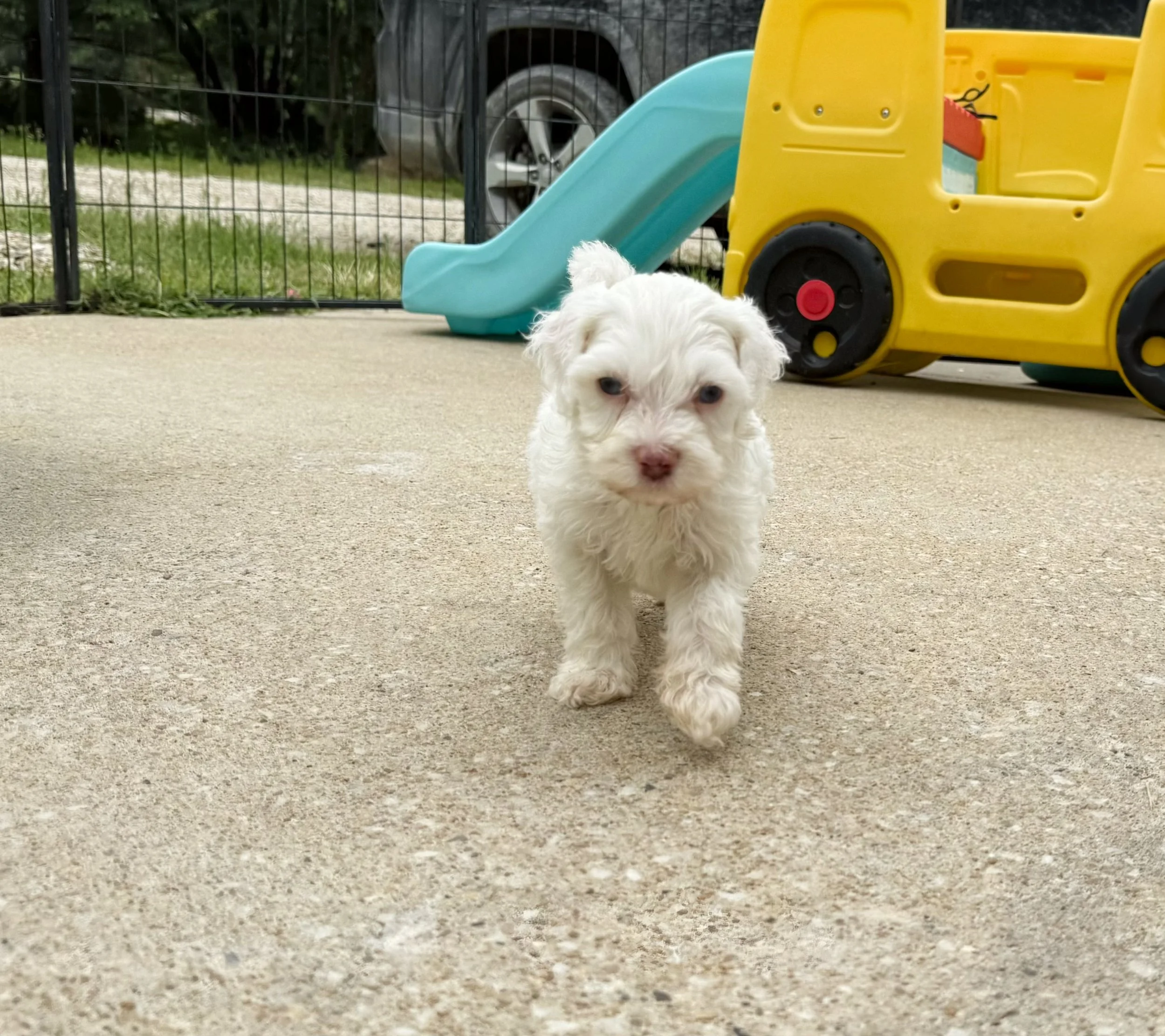 blue eyed bernedoodle puppy