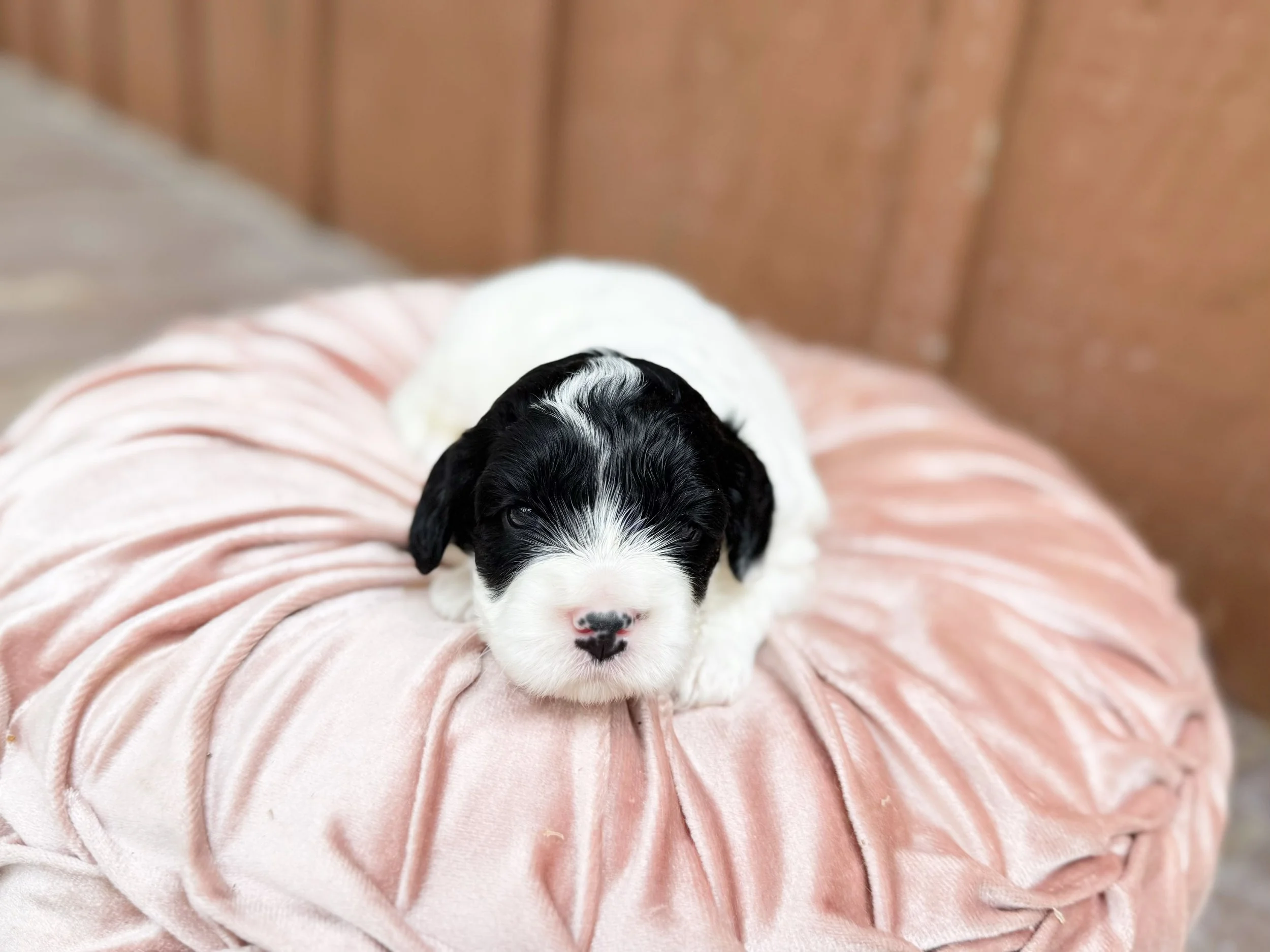 black and white mini doodle for adoption