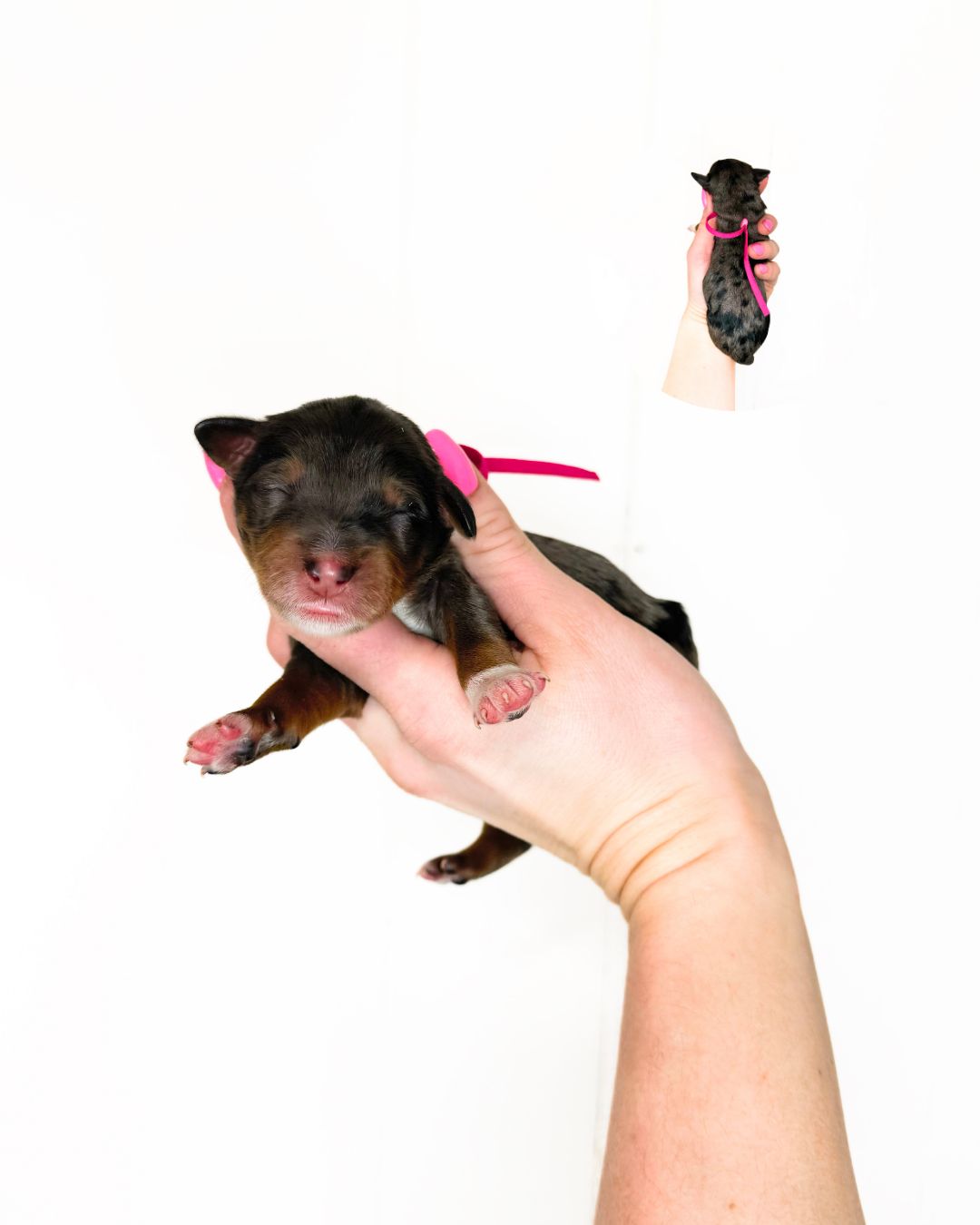 standard australian bernedoodles for sale