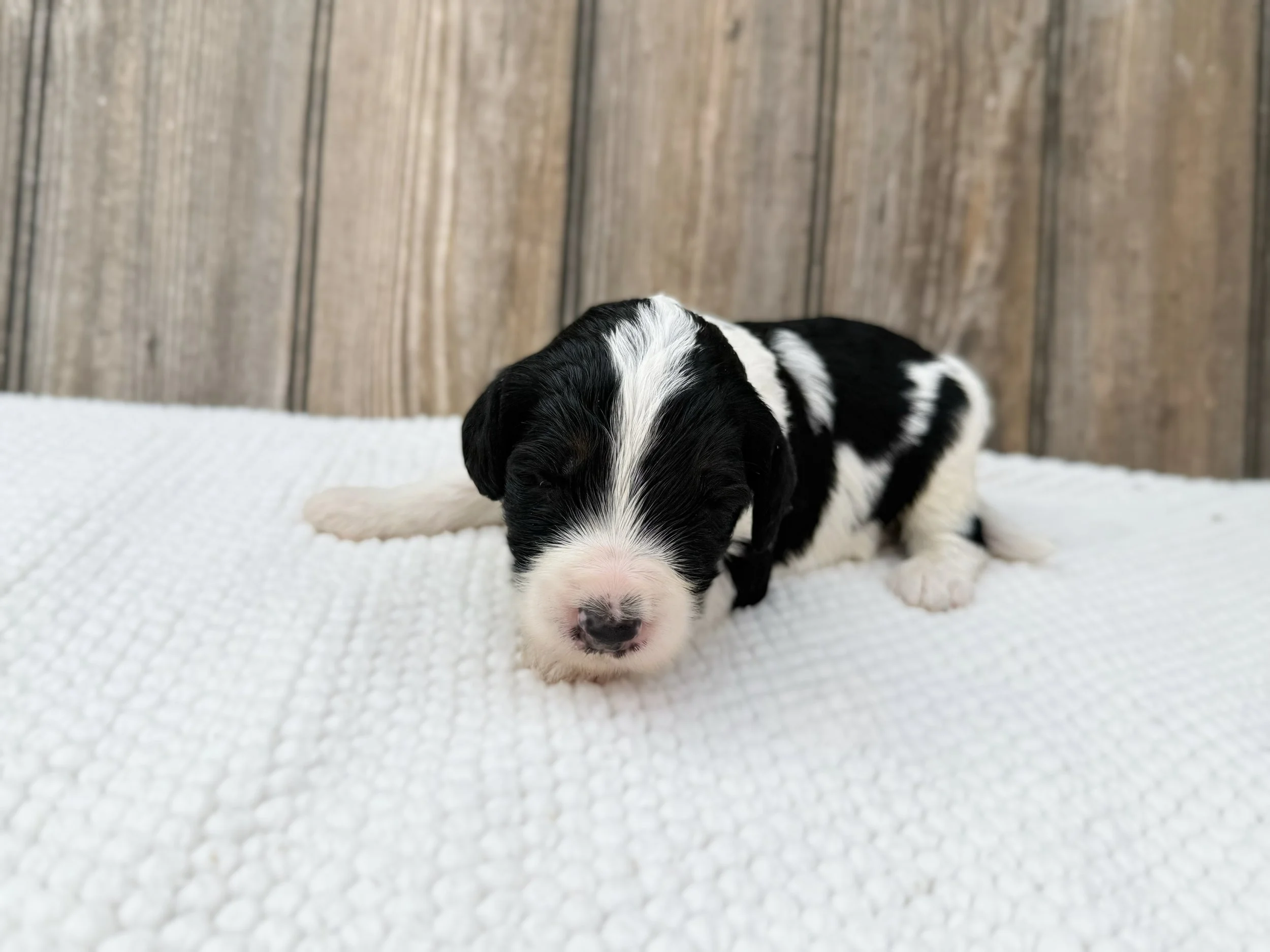 best bernedoodle breeders in the midwest