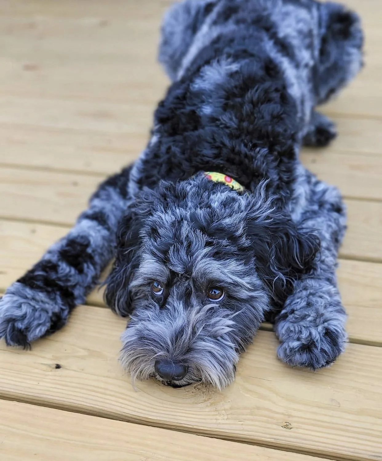 what is a blue merle australian labradoodle