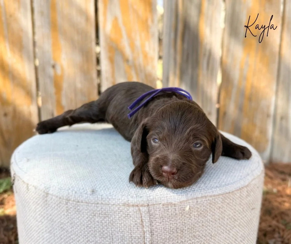what is an australian bernedoodle