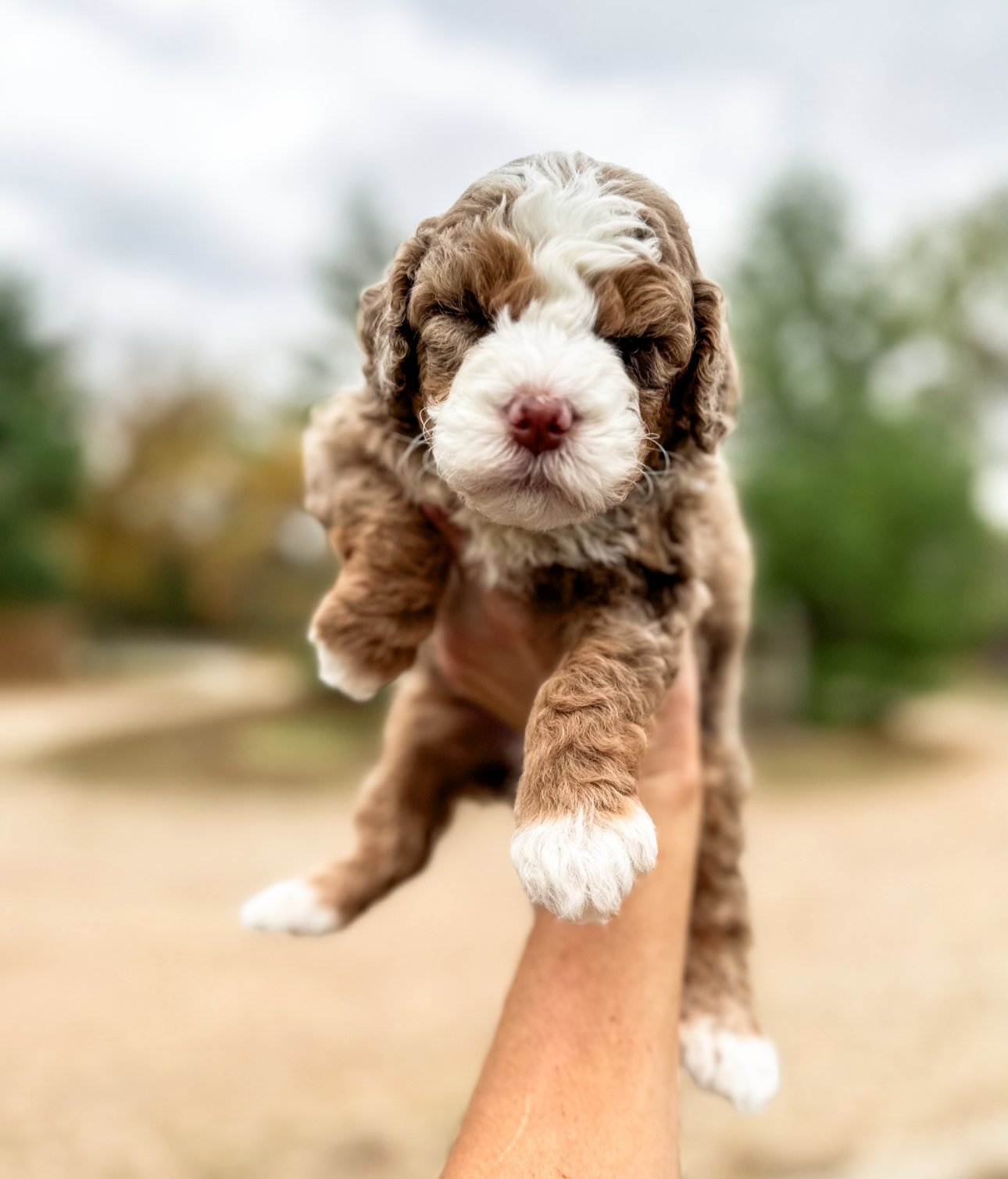 medium australian mountain doodle puppies for sale