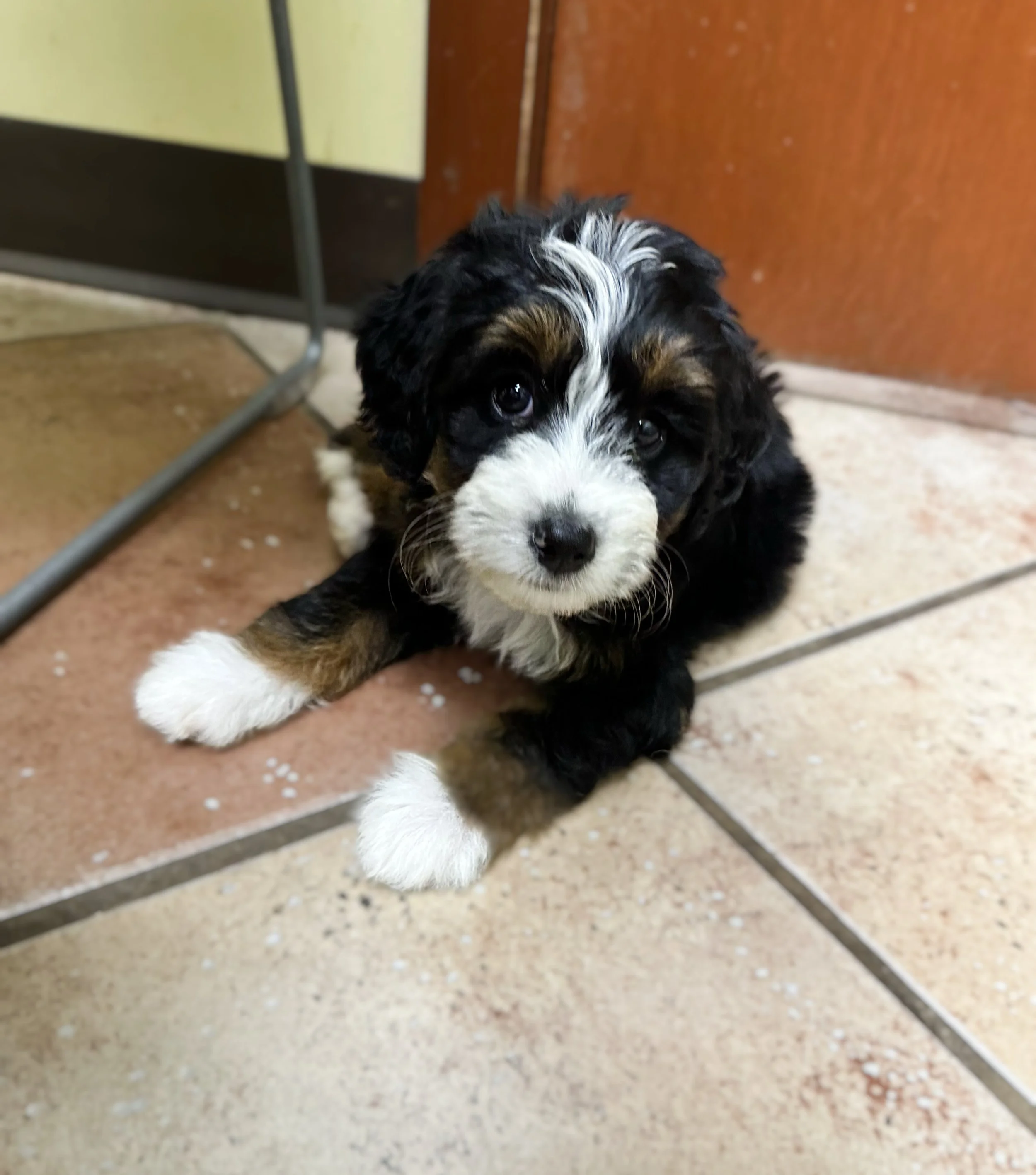 doodles of oz multigen bernedoodles