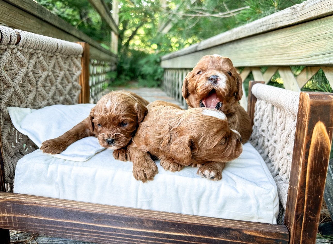 best cavapoo breeders