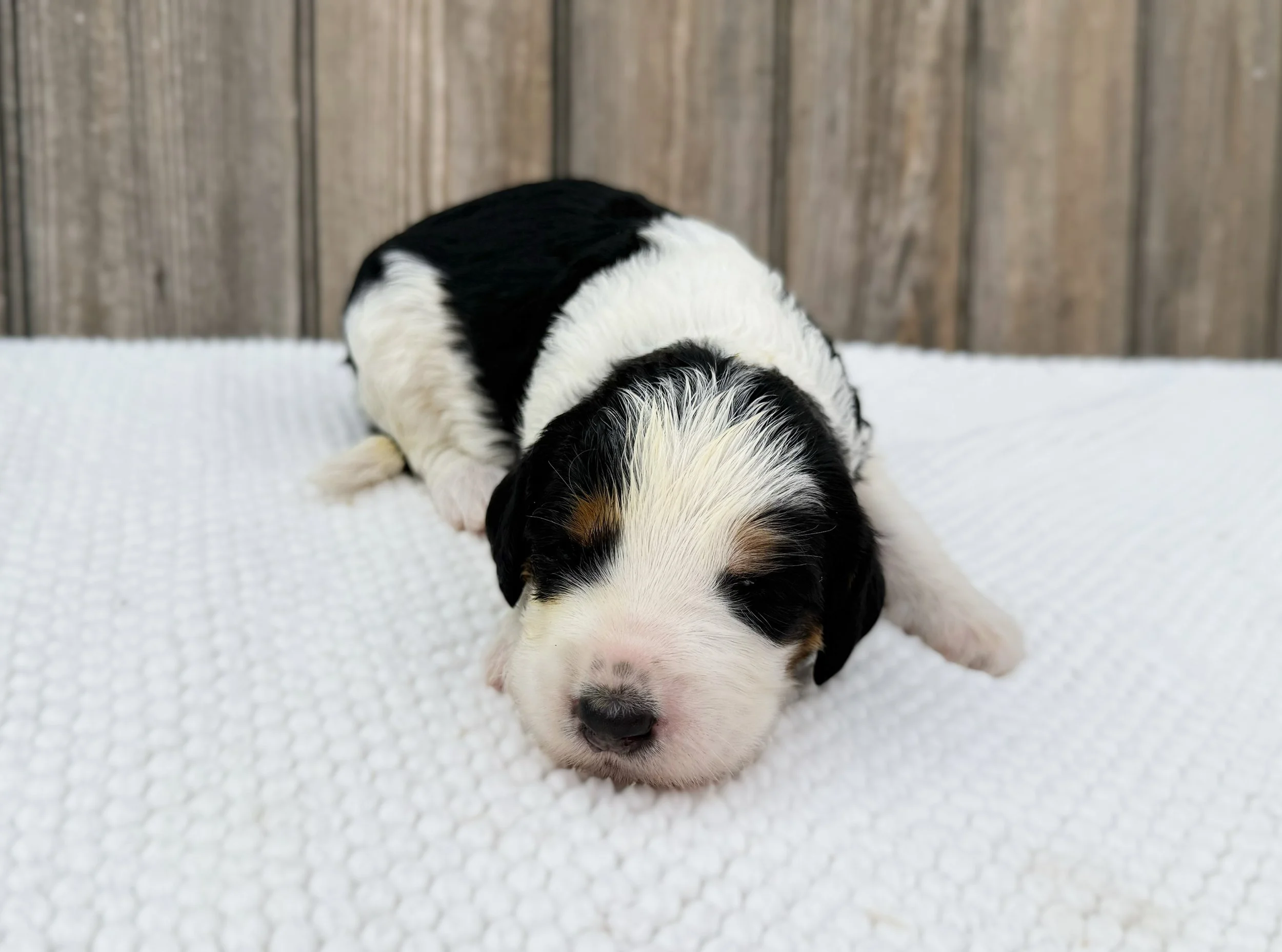 tri color australian bernedoodle