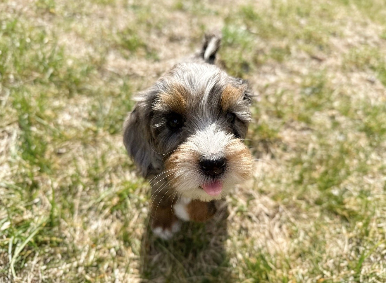 merle australian bernedoodle