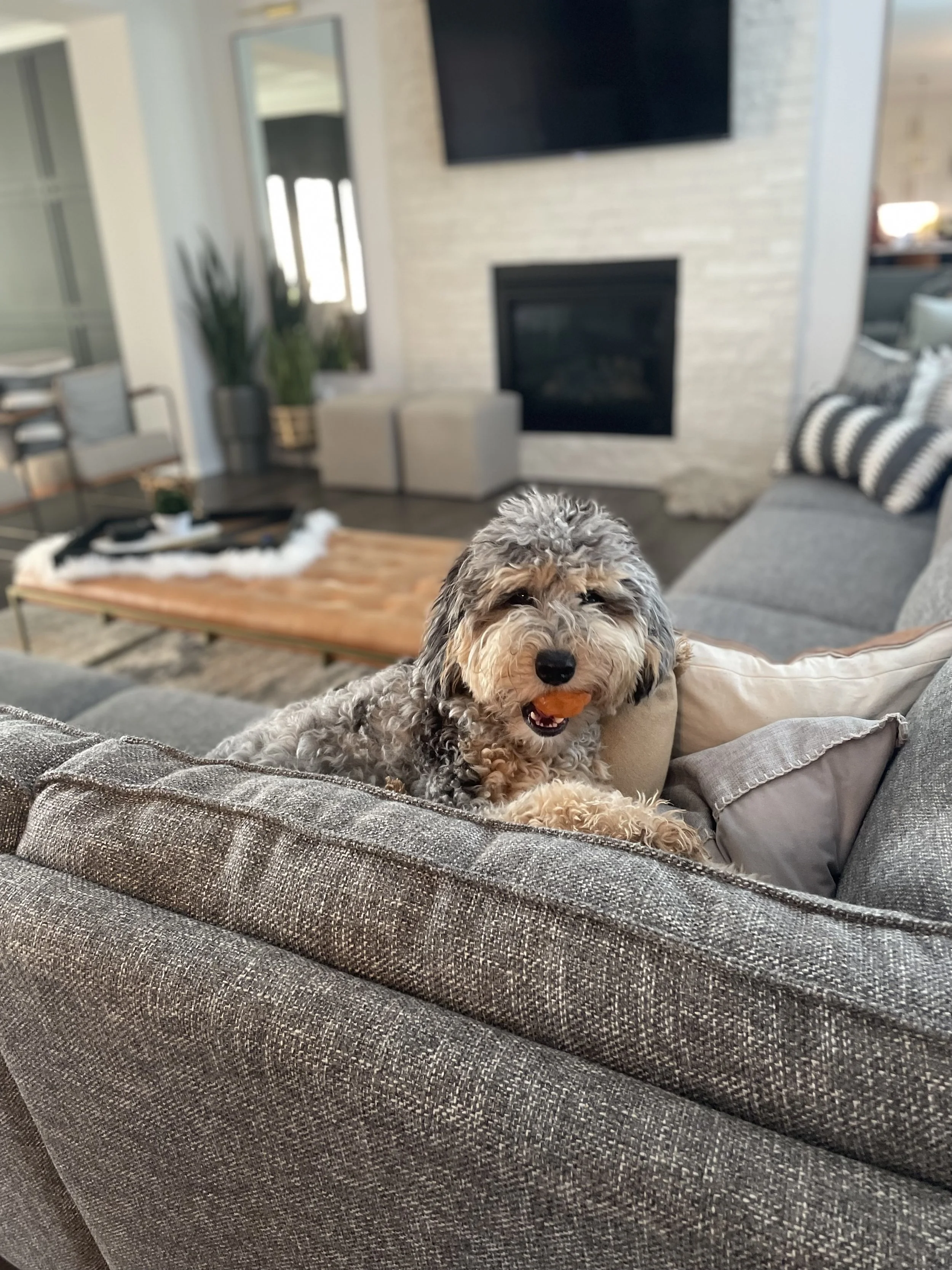 blue merle labradoodle