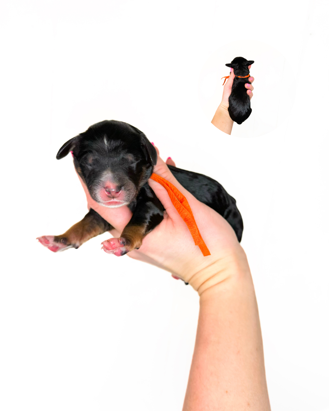 where to find standard size australian bernedoodles