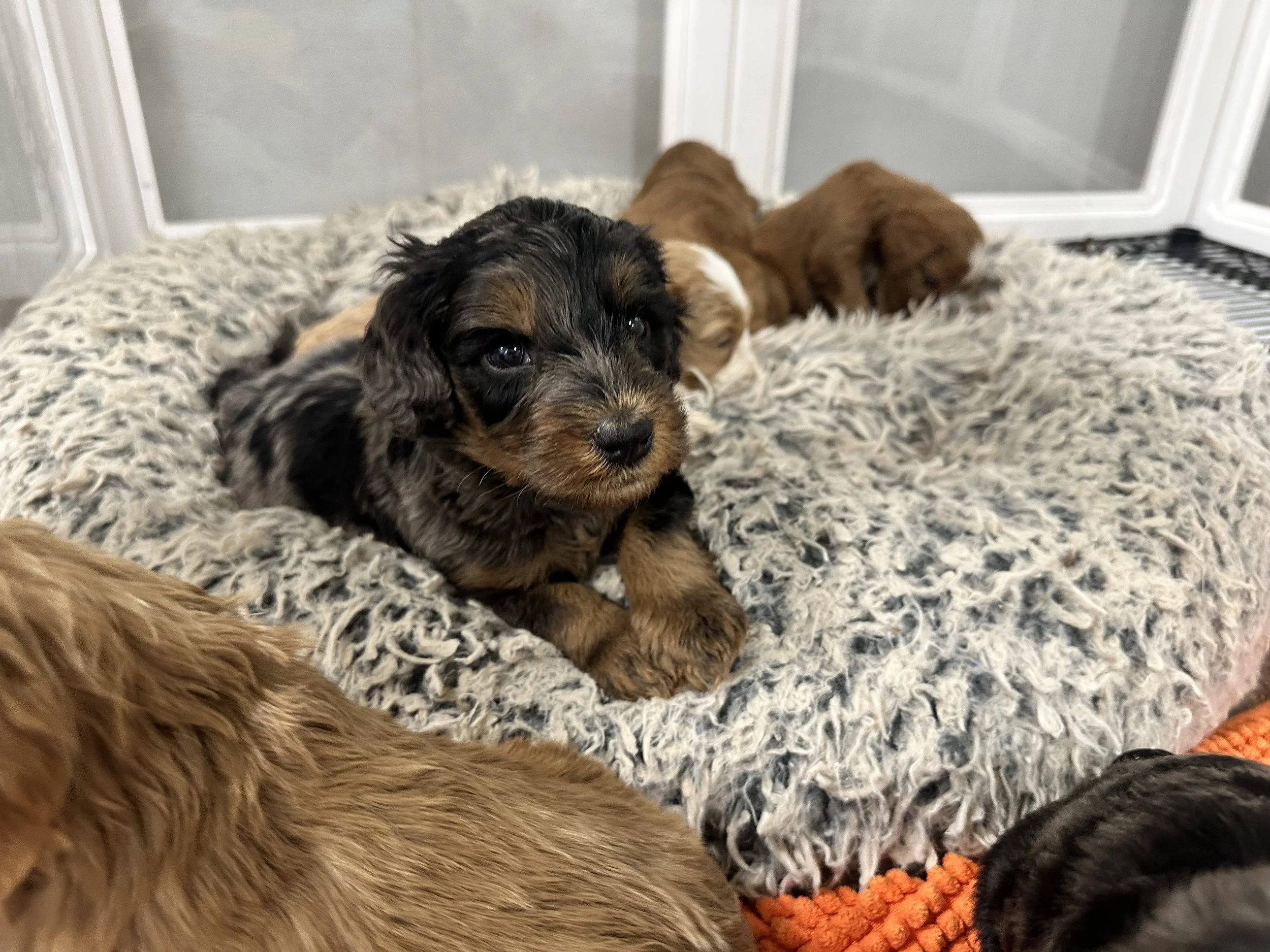 merle mini bernedoodle puppies