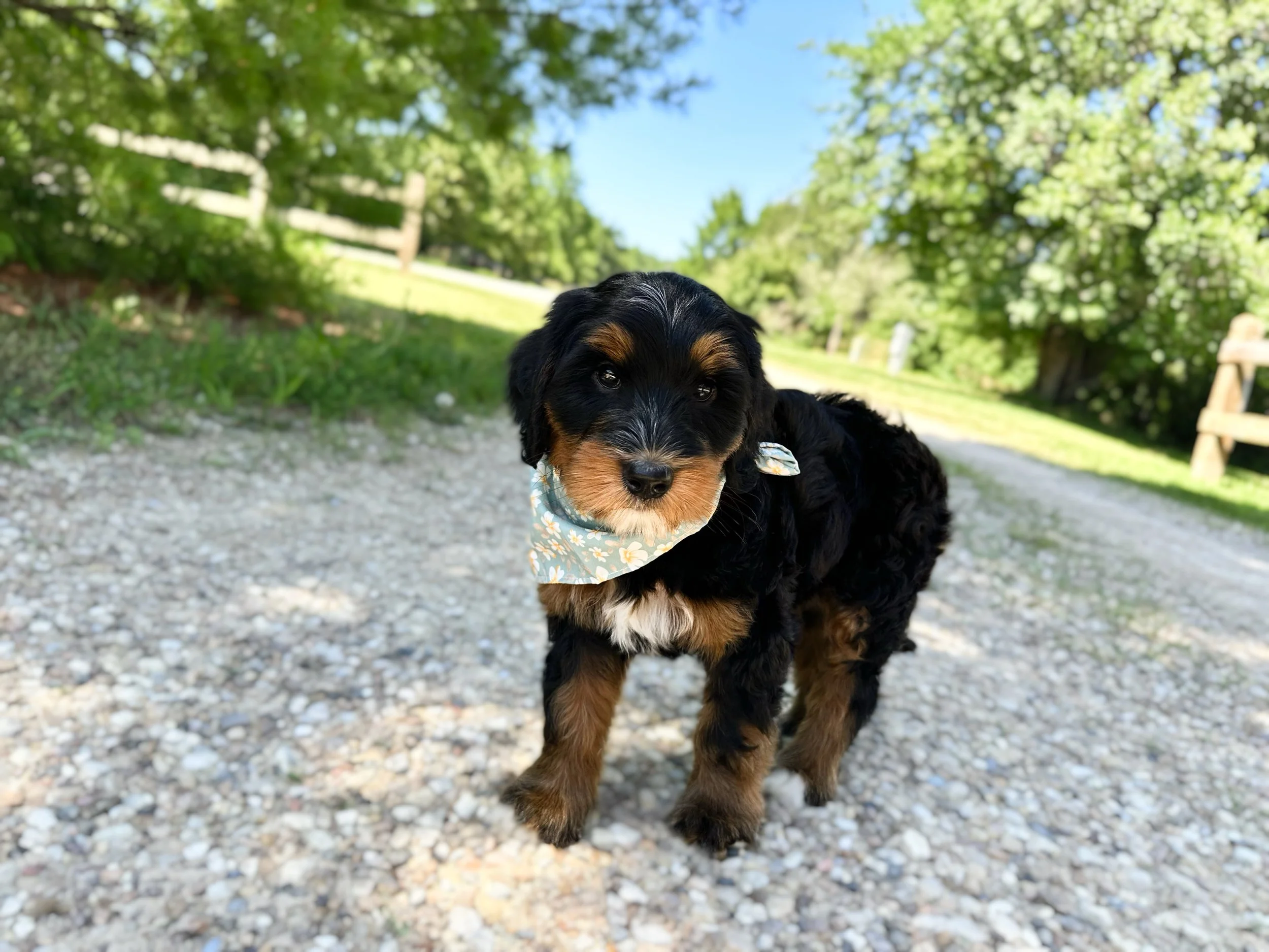 trained bernedoodle puppies for sale