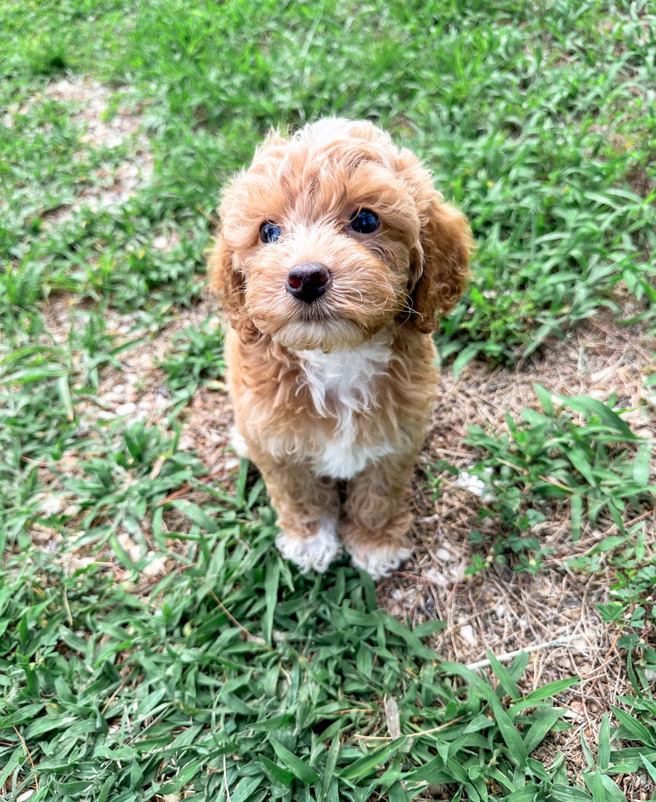 australian labradoodles with blue eyes
