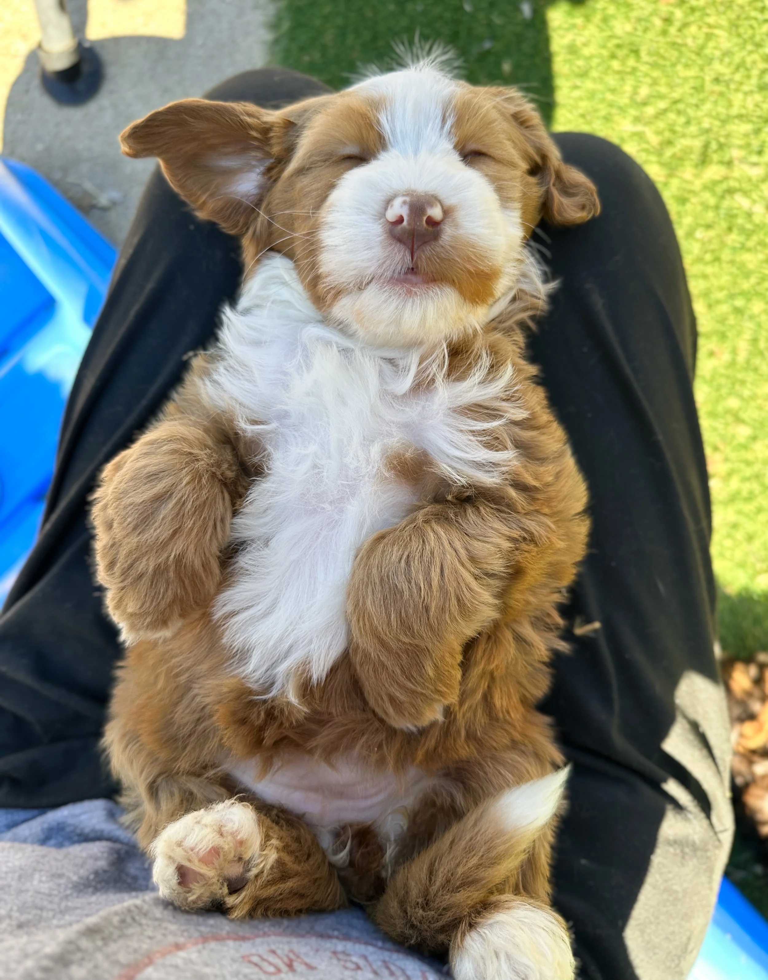 standard bernedoodle breeders