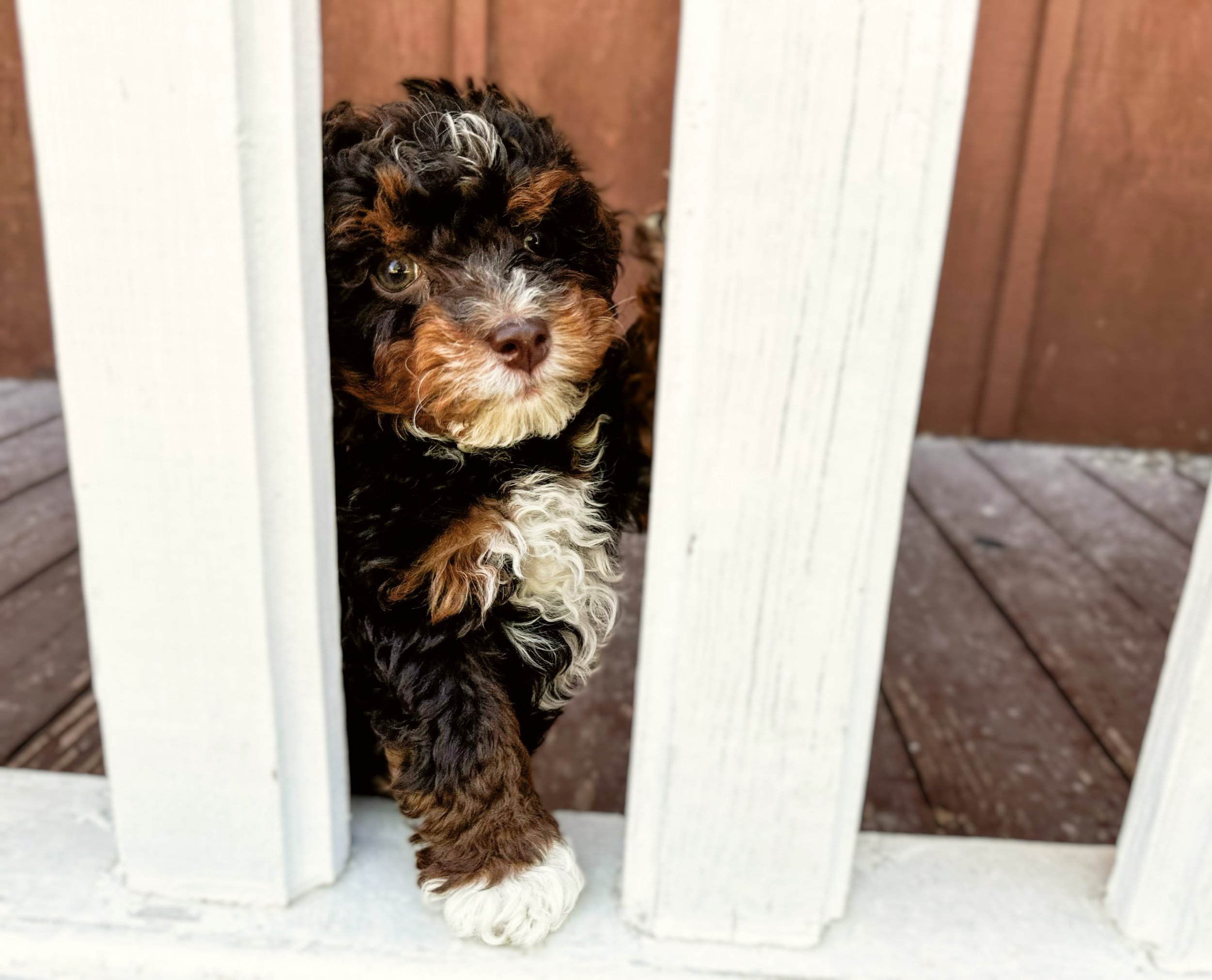 what is an australian bernedoodle