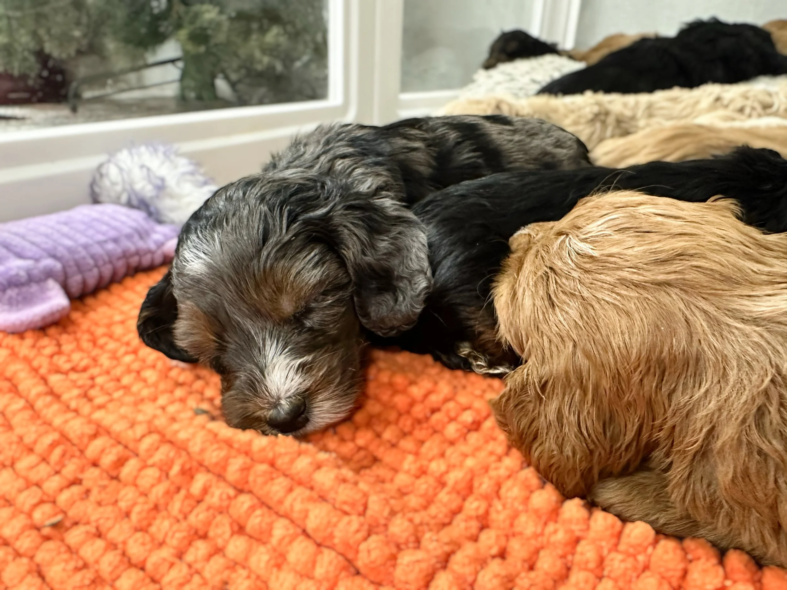reputable australian bernedoodle breeders