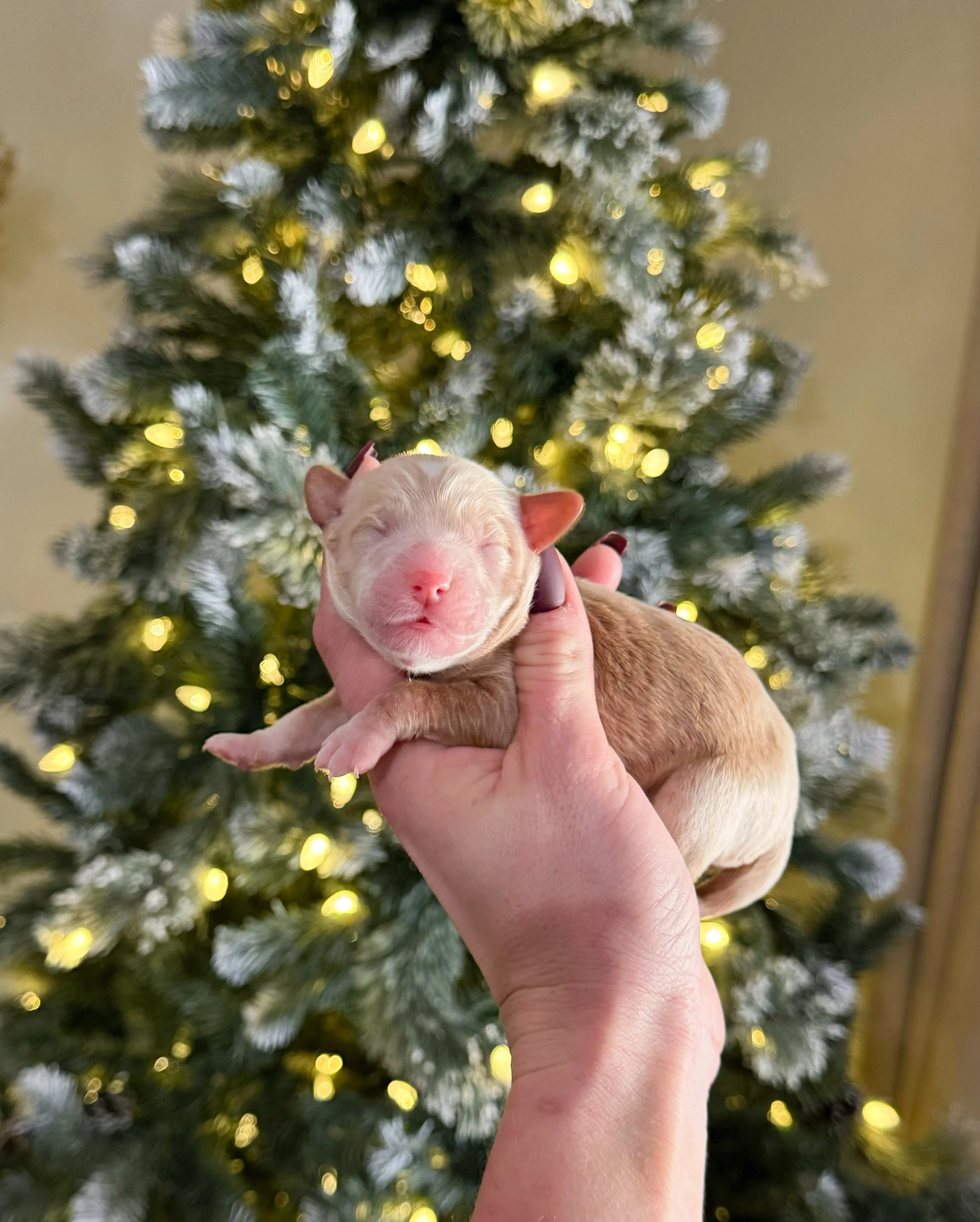 mini australian bernedoodle puppies for sale