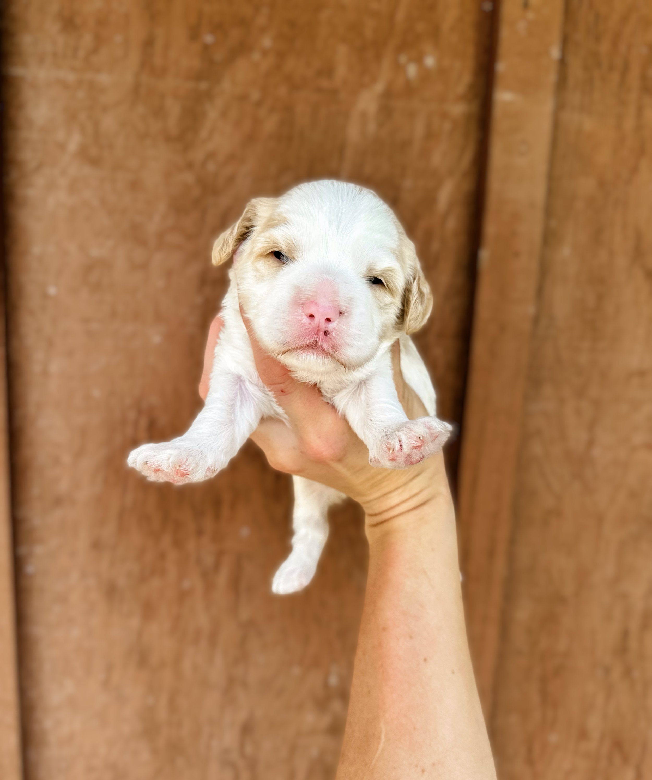 non-fading australian labradoodle puppy for sale