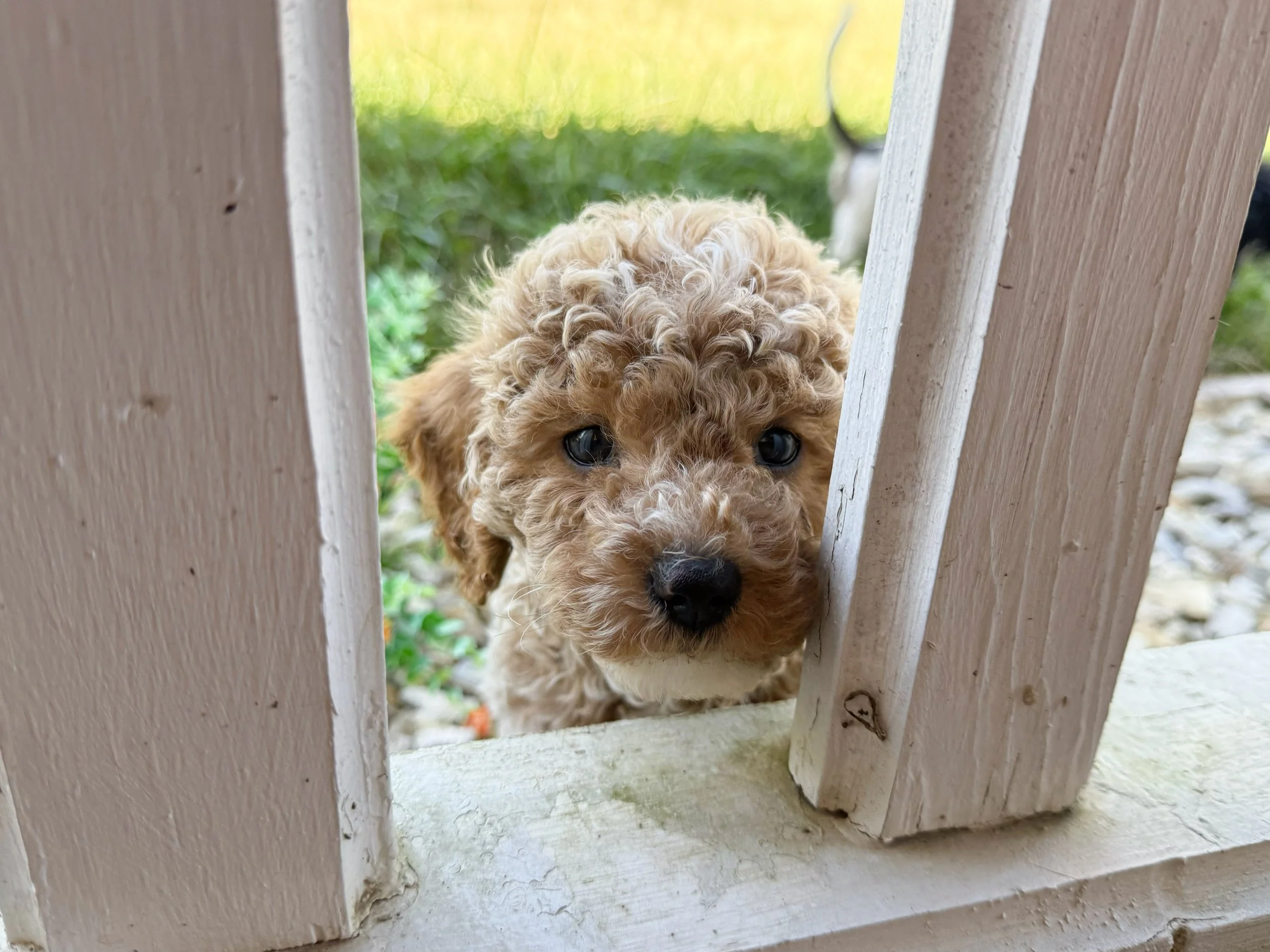 toy cavapoo puppies for sale