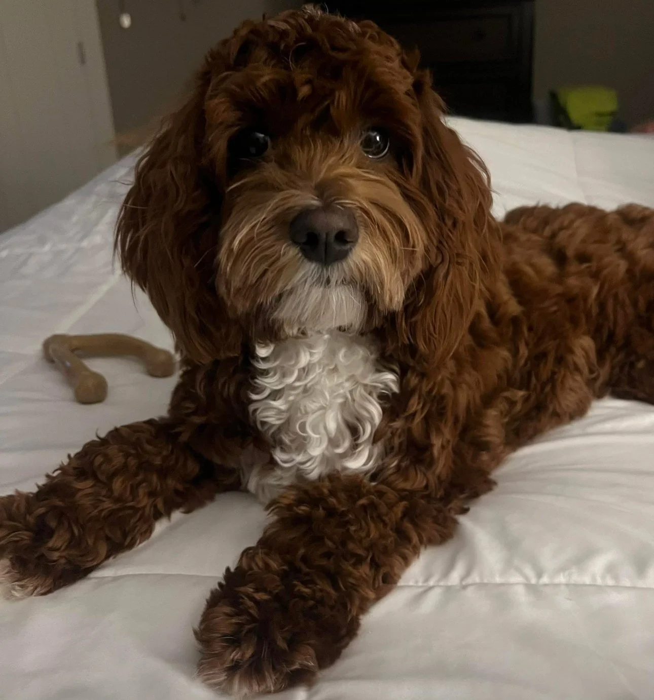 full grown australian cavoodle