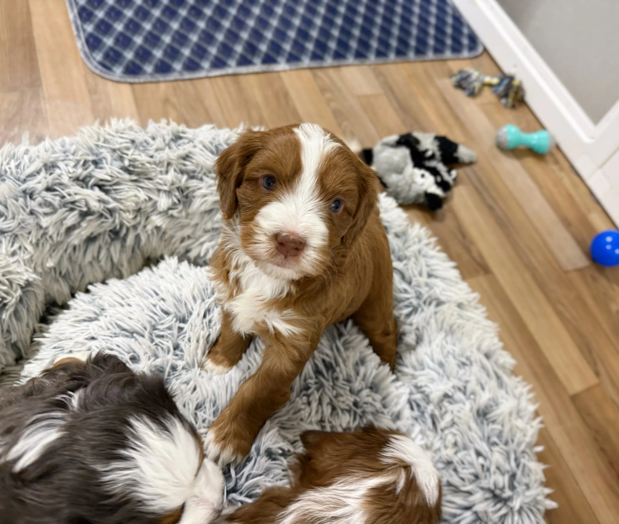 brown sable bernedoodle breeder