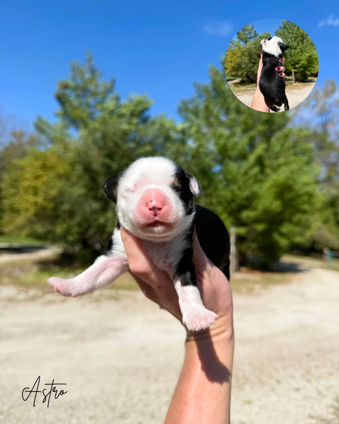 tri color bernedoodle puppy