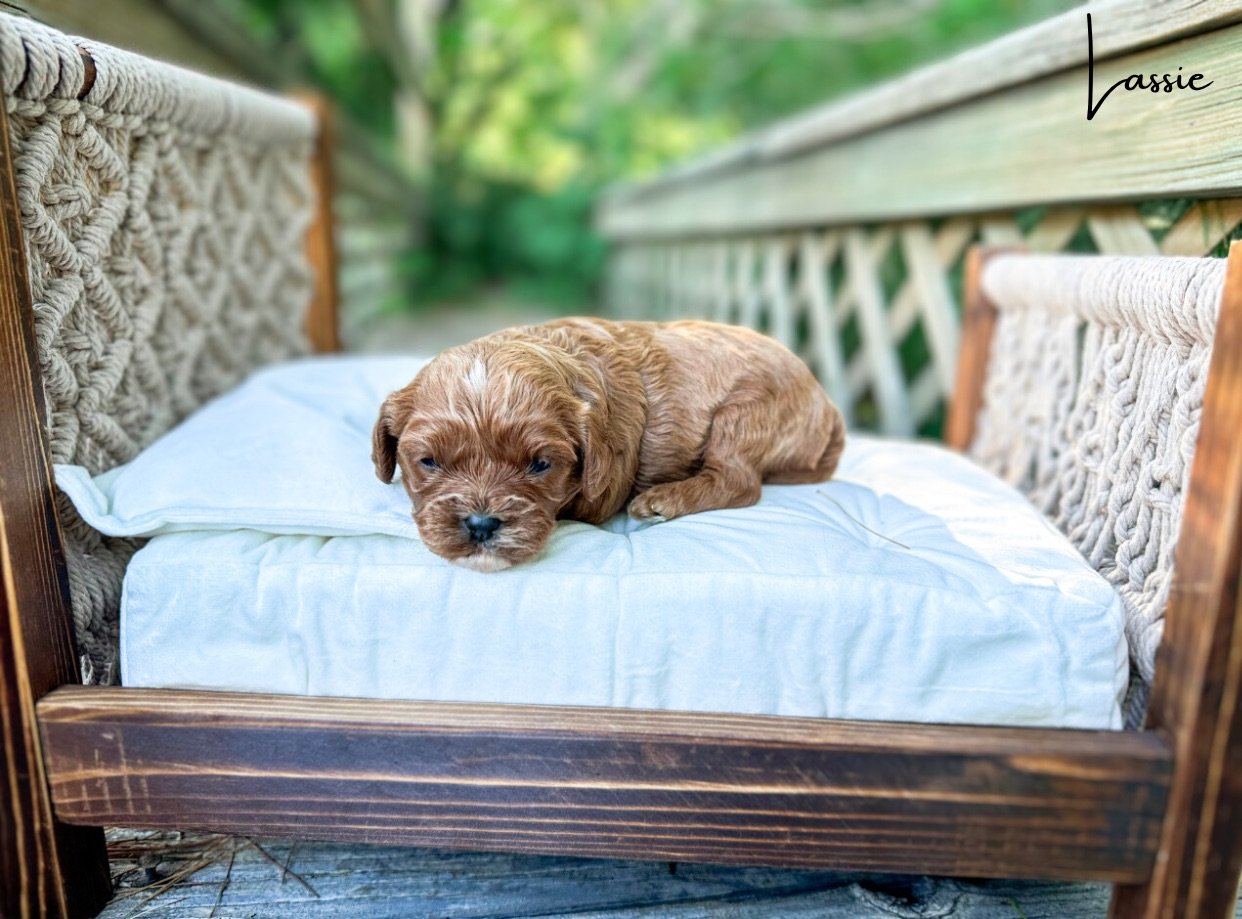 kansas cavadoodle breeders