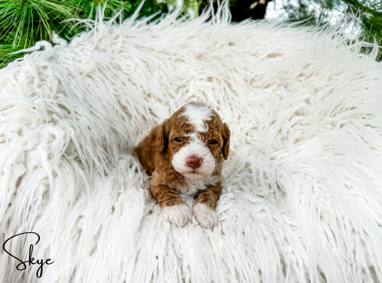 do curly coat doodles shed