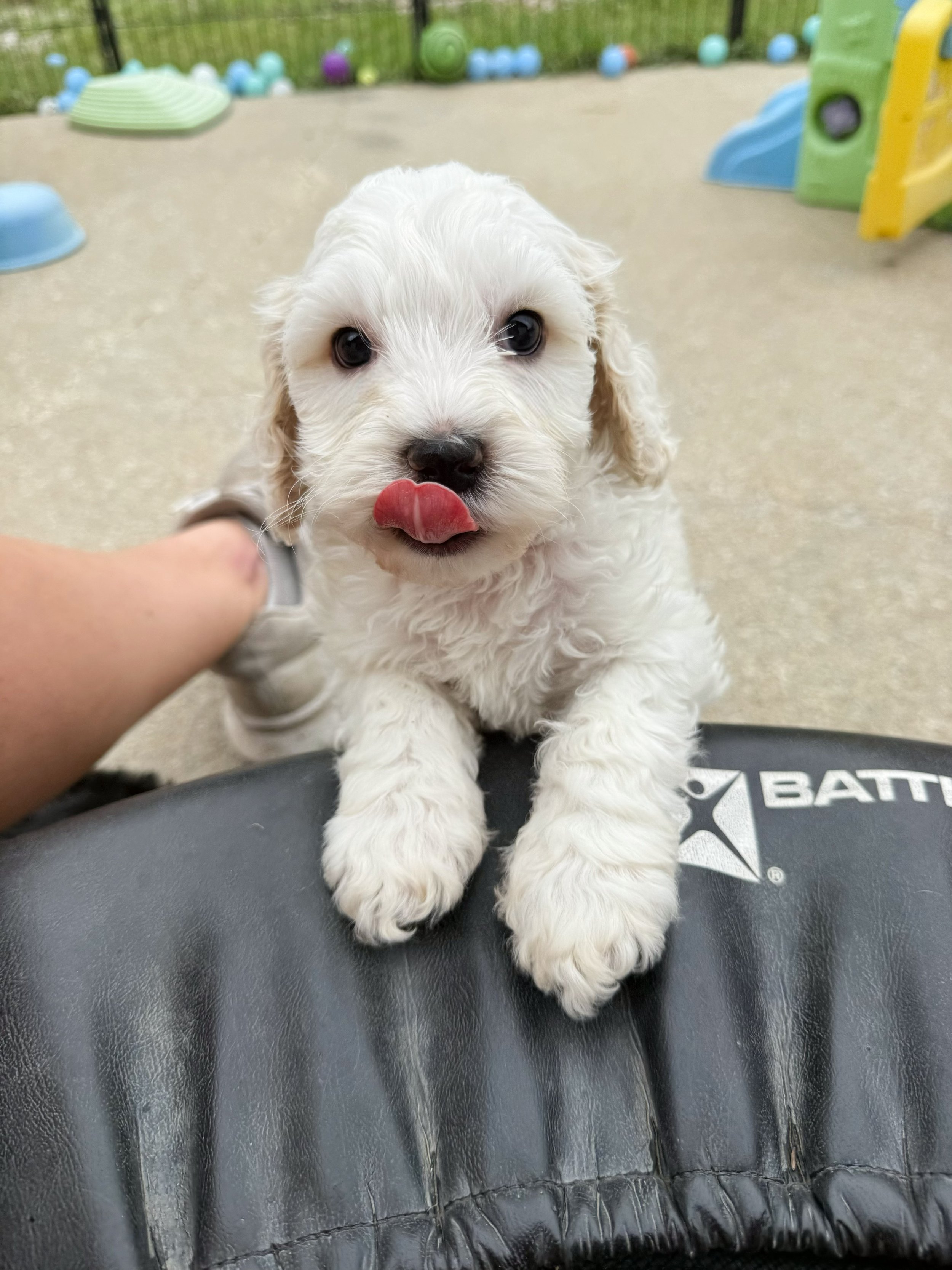 australian labradoodle puppy for sale