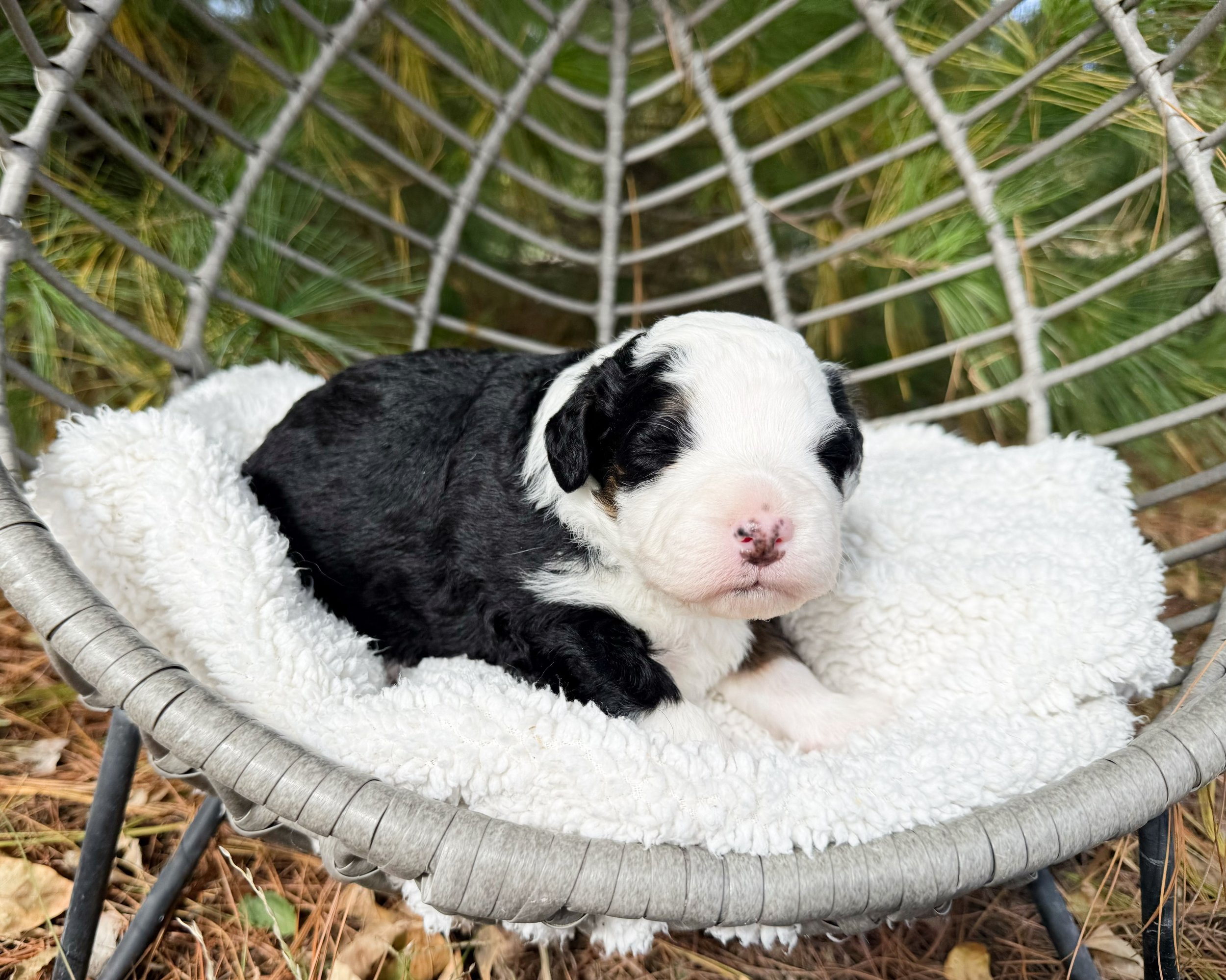 mini tri color bernedoodle available near me