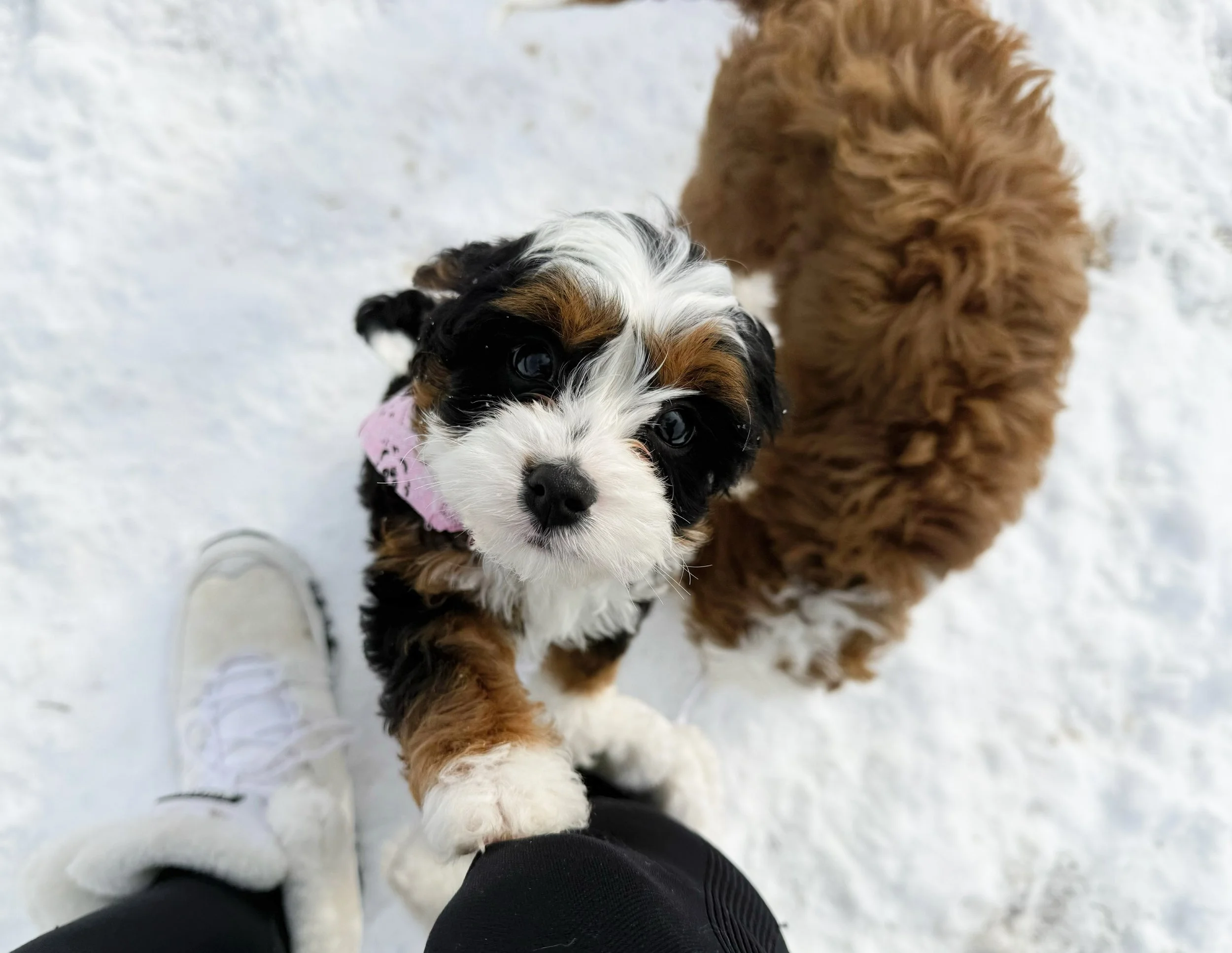 TRI COLOR CAVAPOO PUPPY
