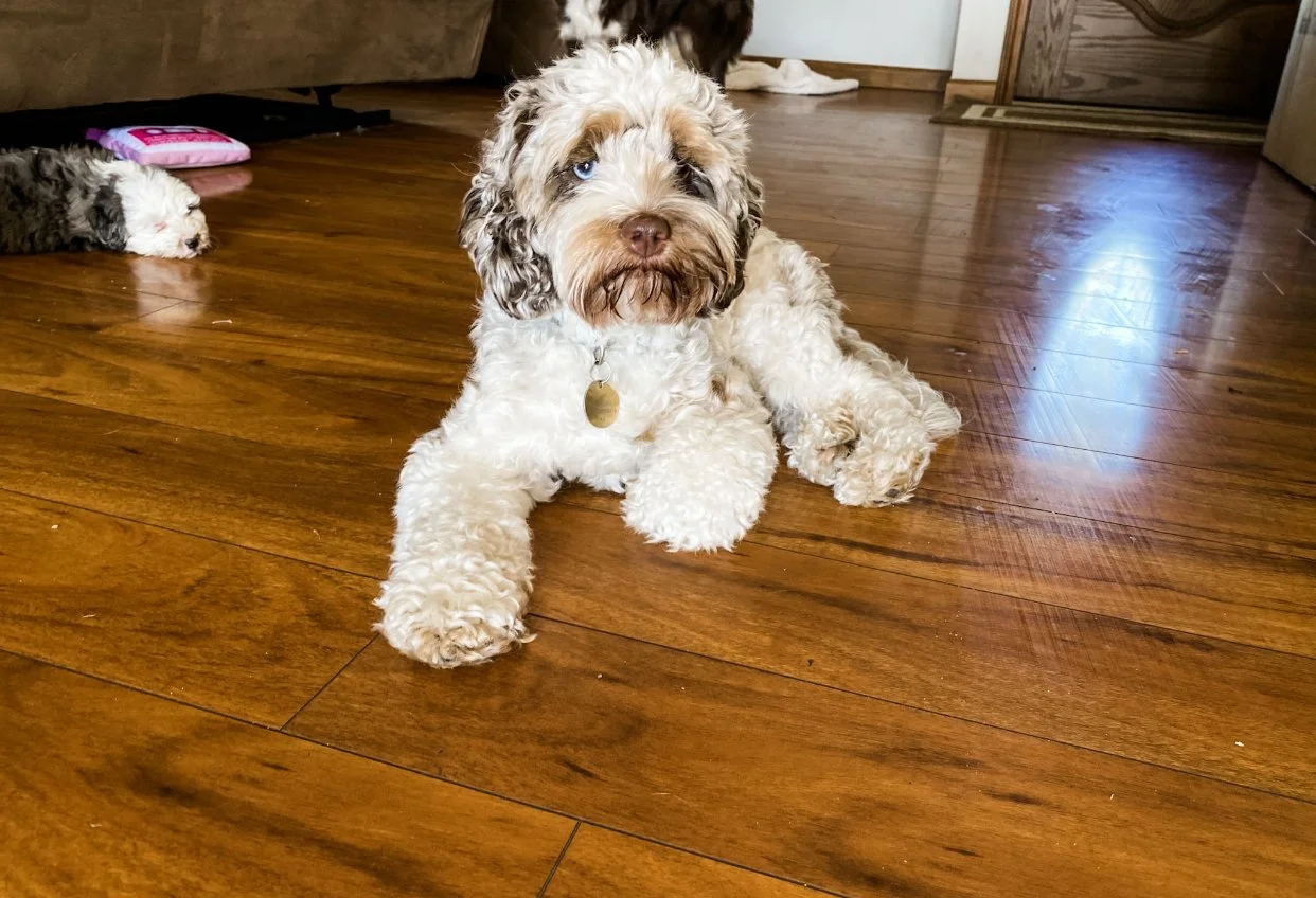 cockapoo breeder in kansas