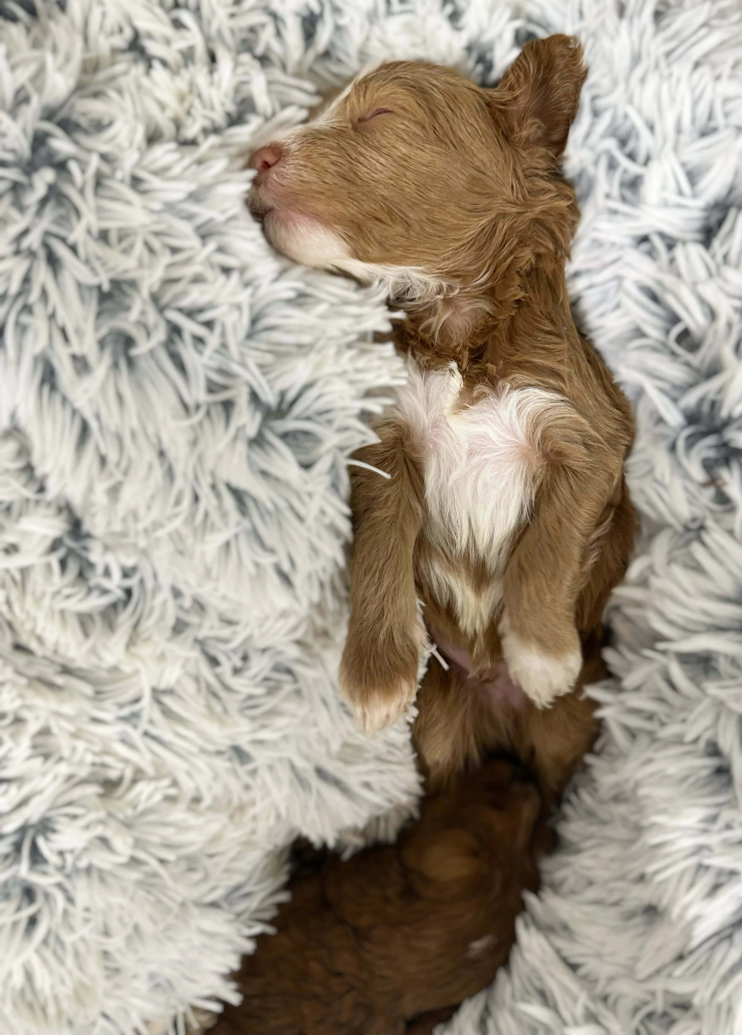 caramel australian bernedoodle