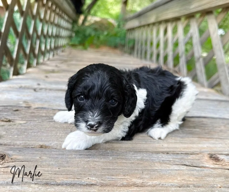 do labradoodles shed
