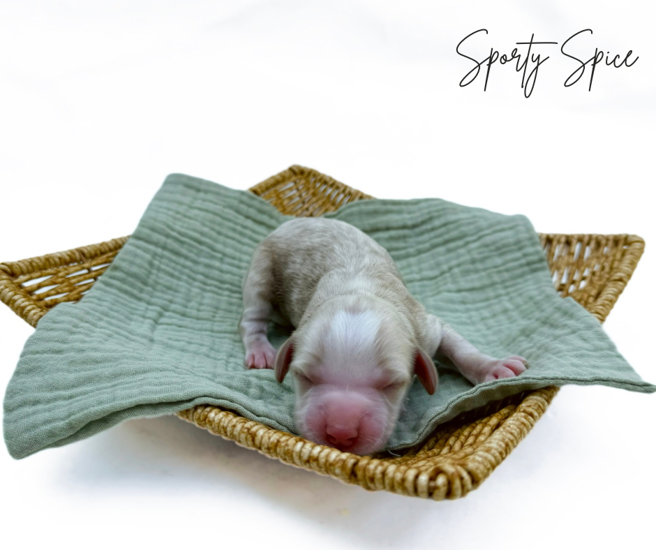 mini doodles for adoption in kansas