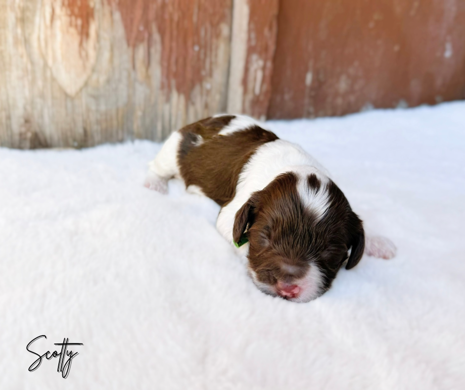 MINI LABRADOODLES FOR SALE