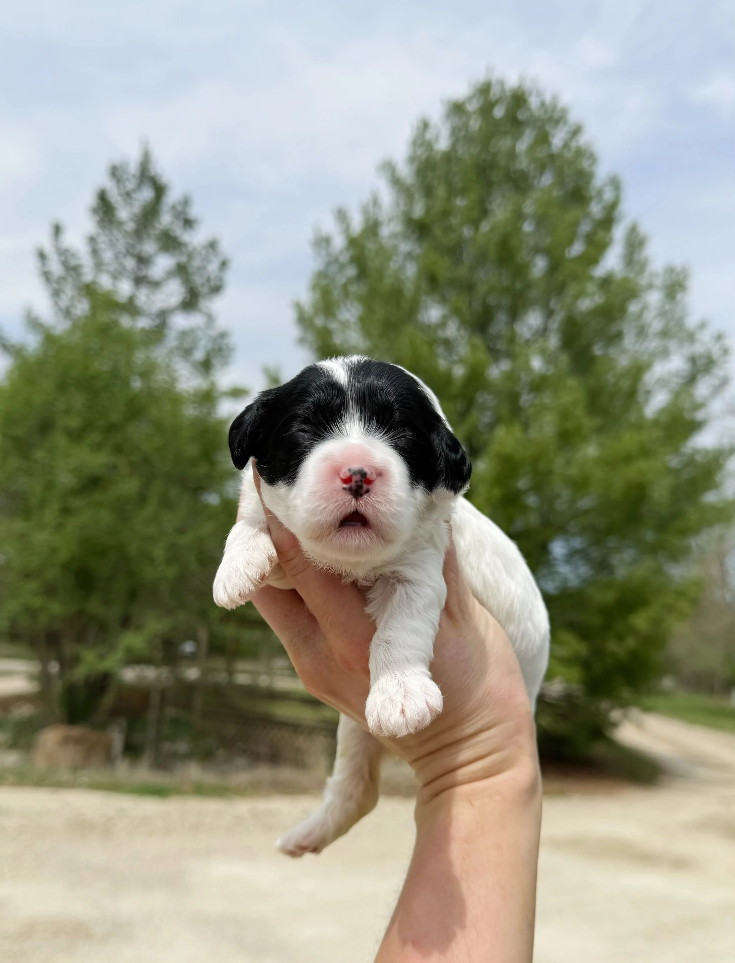 mini goldendoodles for sale in kansas